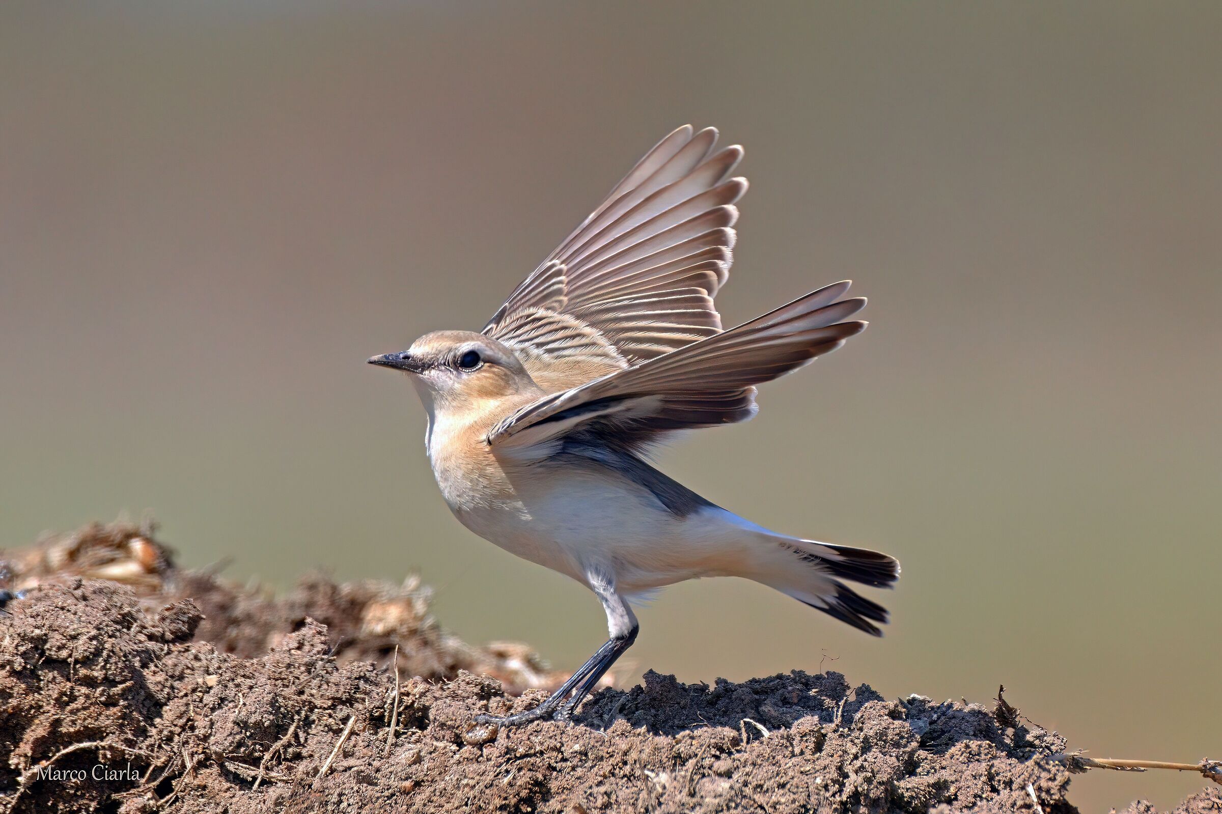 Wheatear (Oenanthe oenanthe)