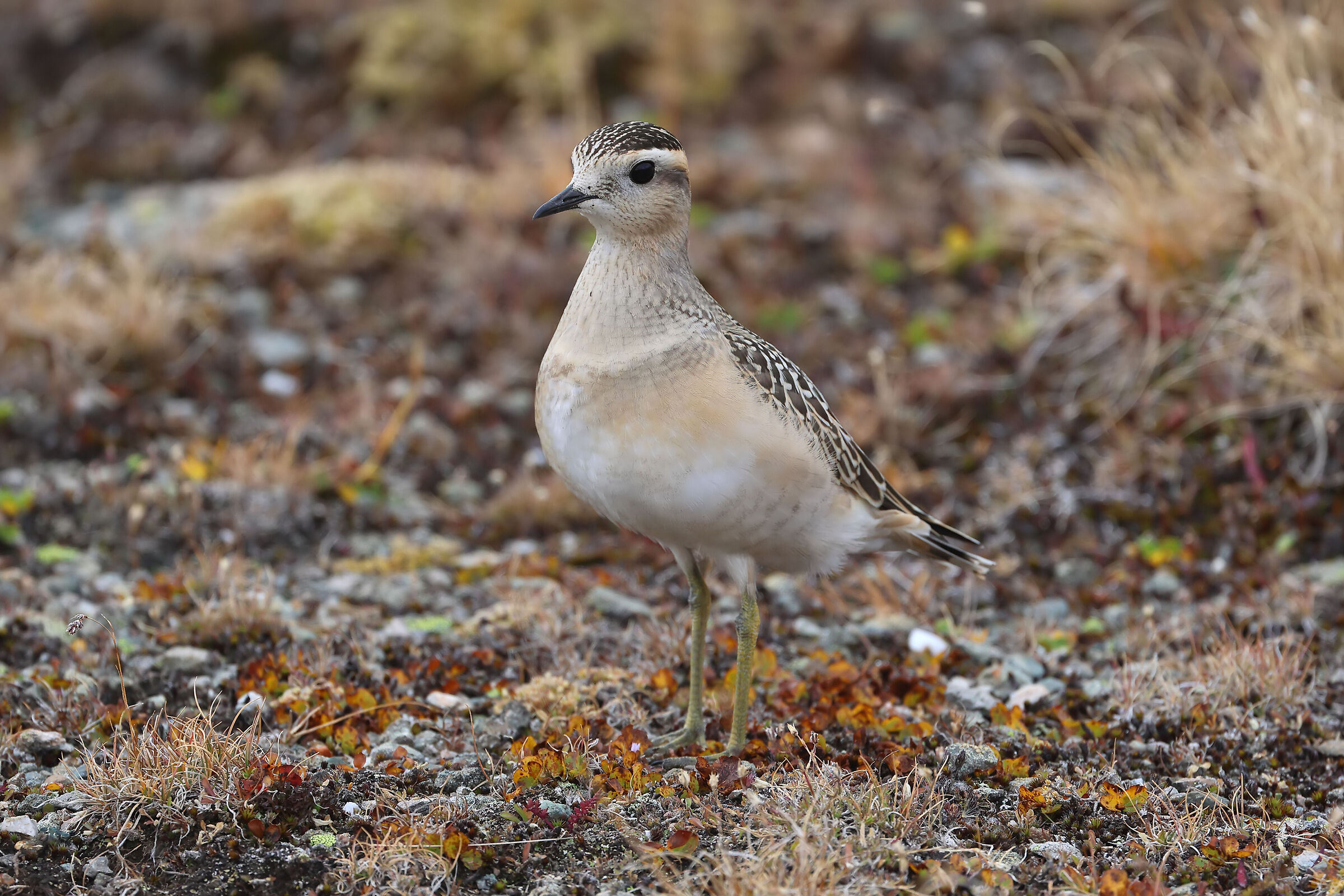 Piviere tortolino 2025
