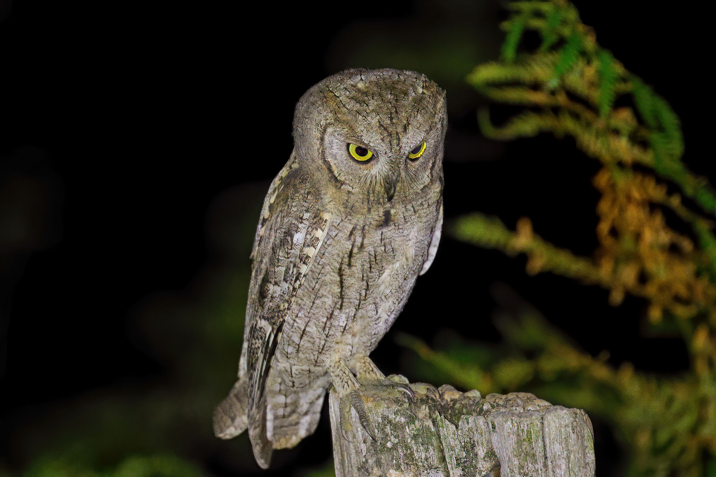 Scops owl