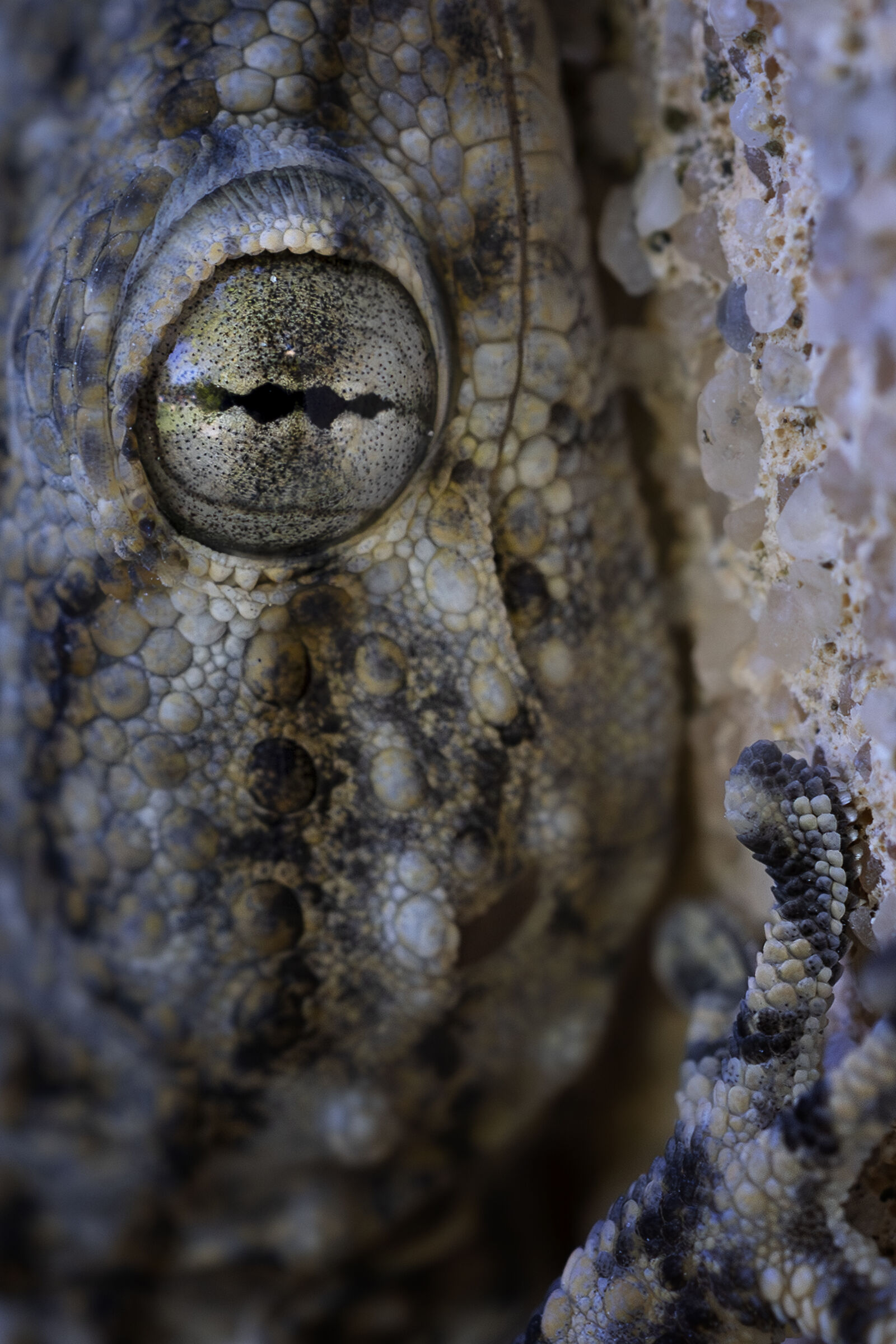 Geco primissimo piano