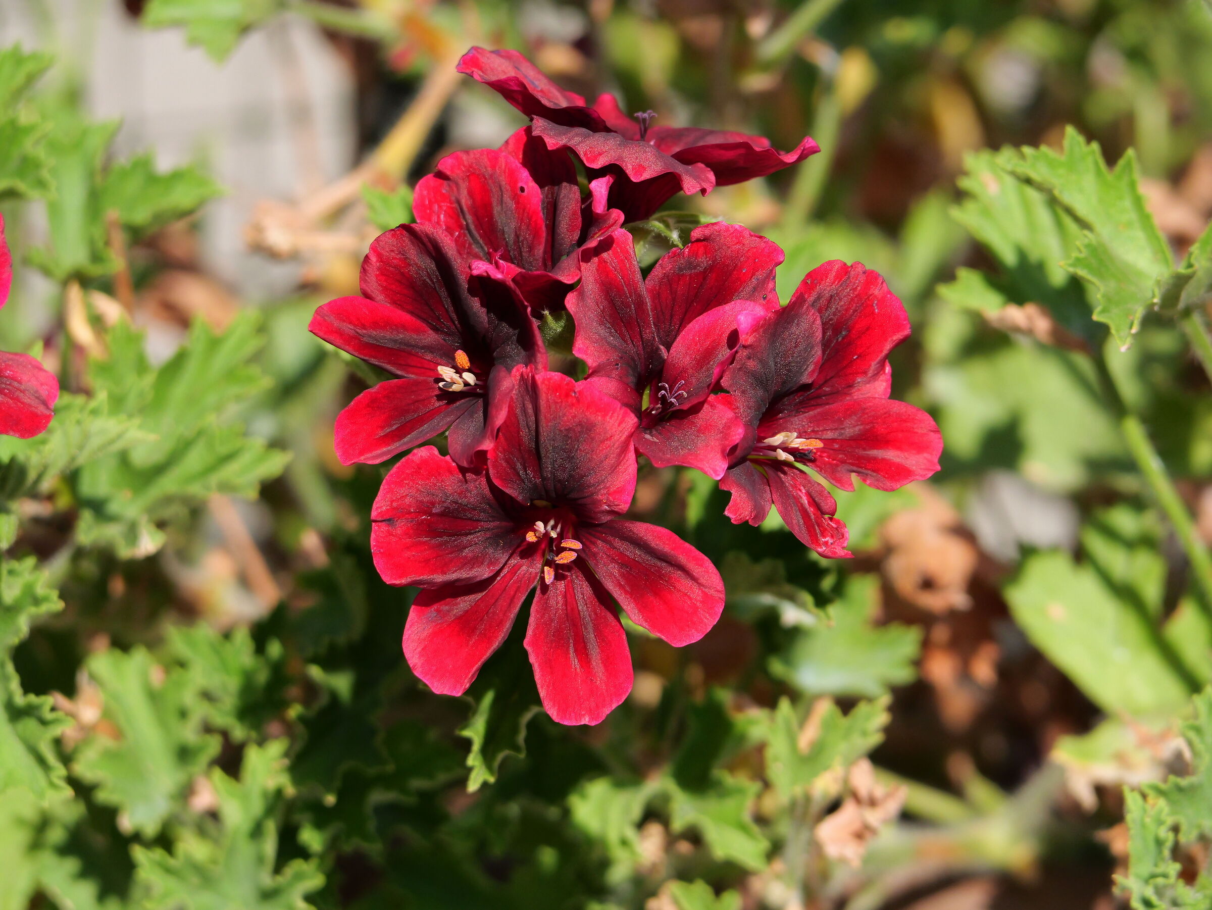 geranium