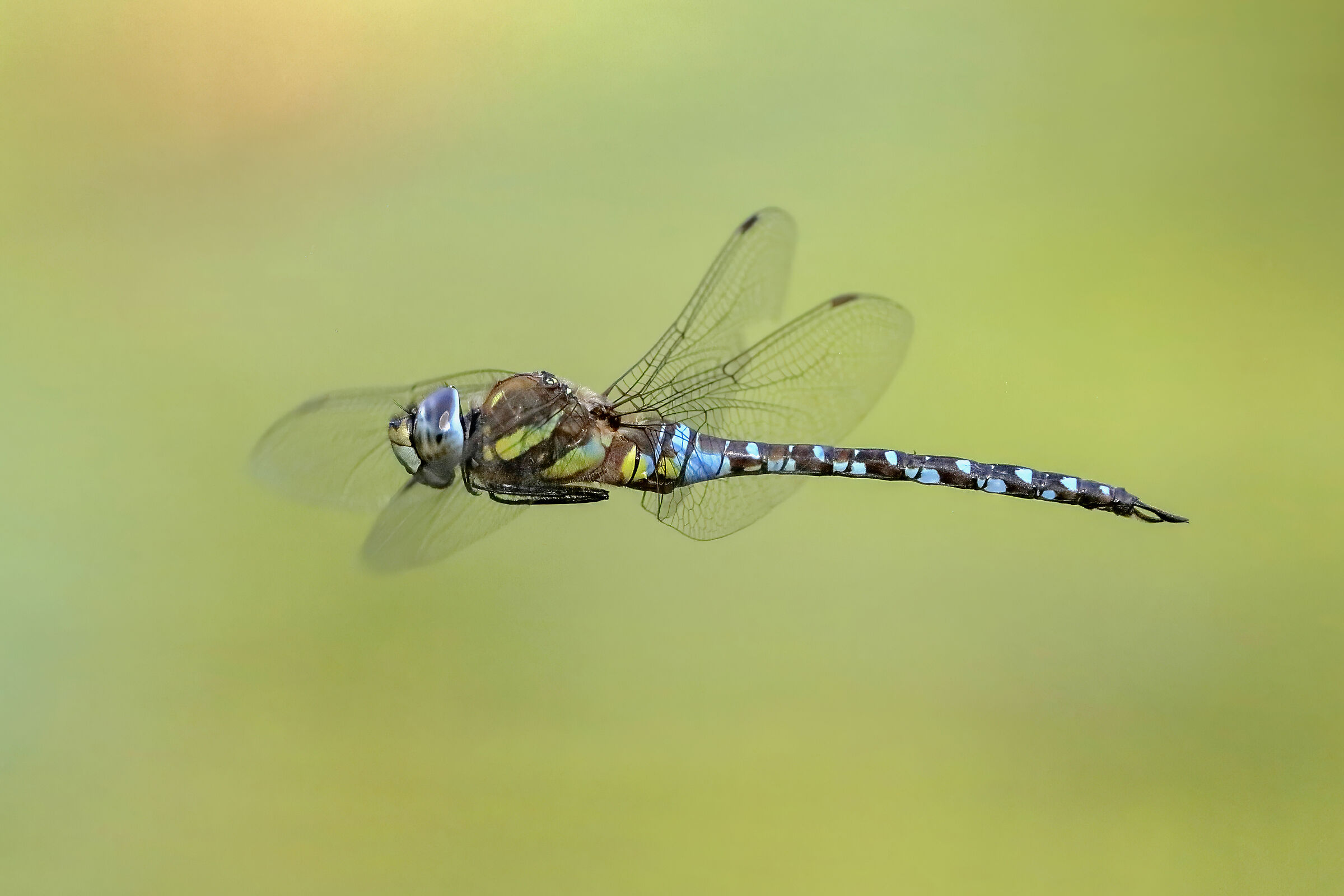 Settembre, il mese del dragone - Aeshna mixta