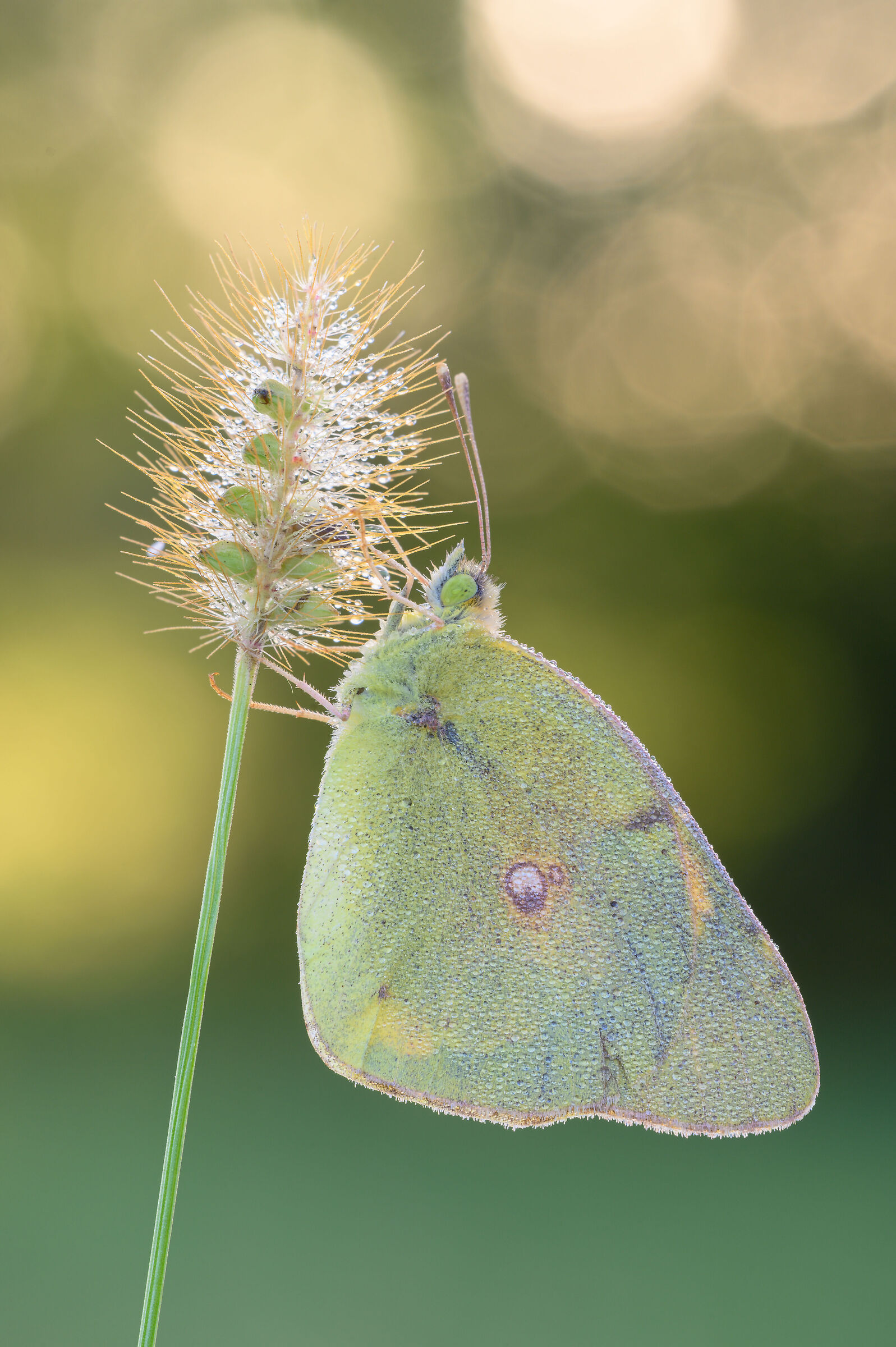 Colias Controluce