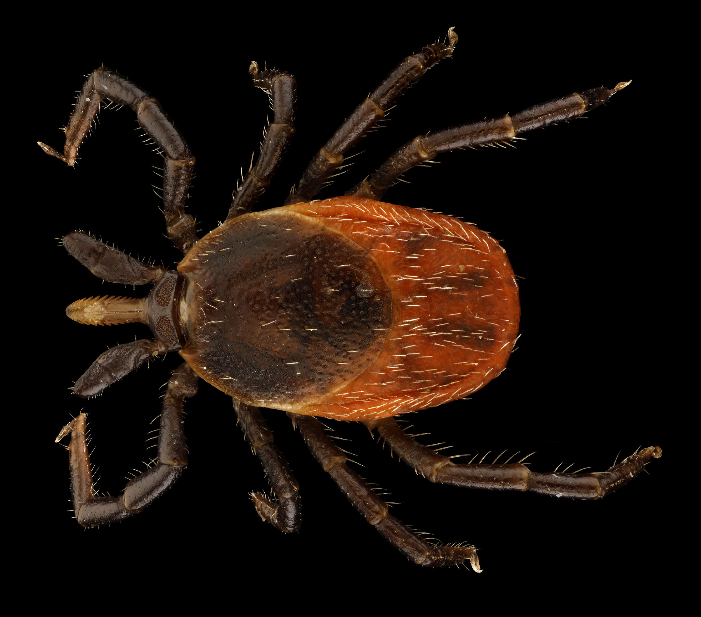 Ixodes ricinus