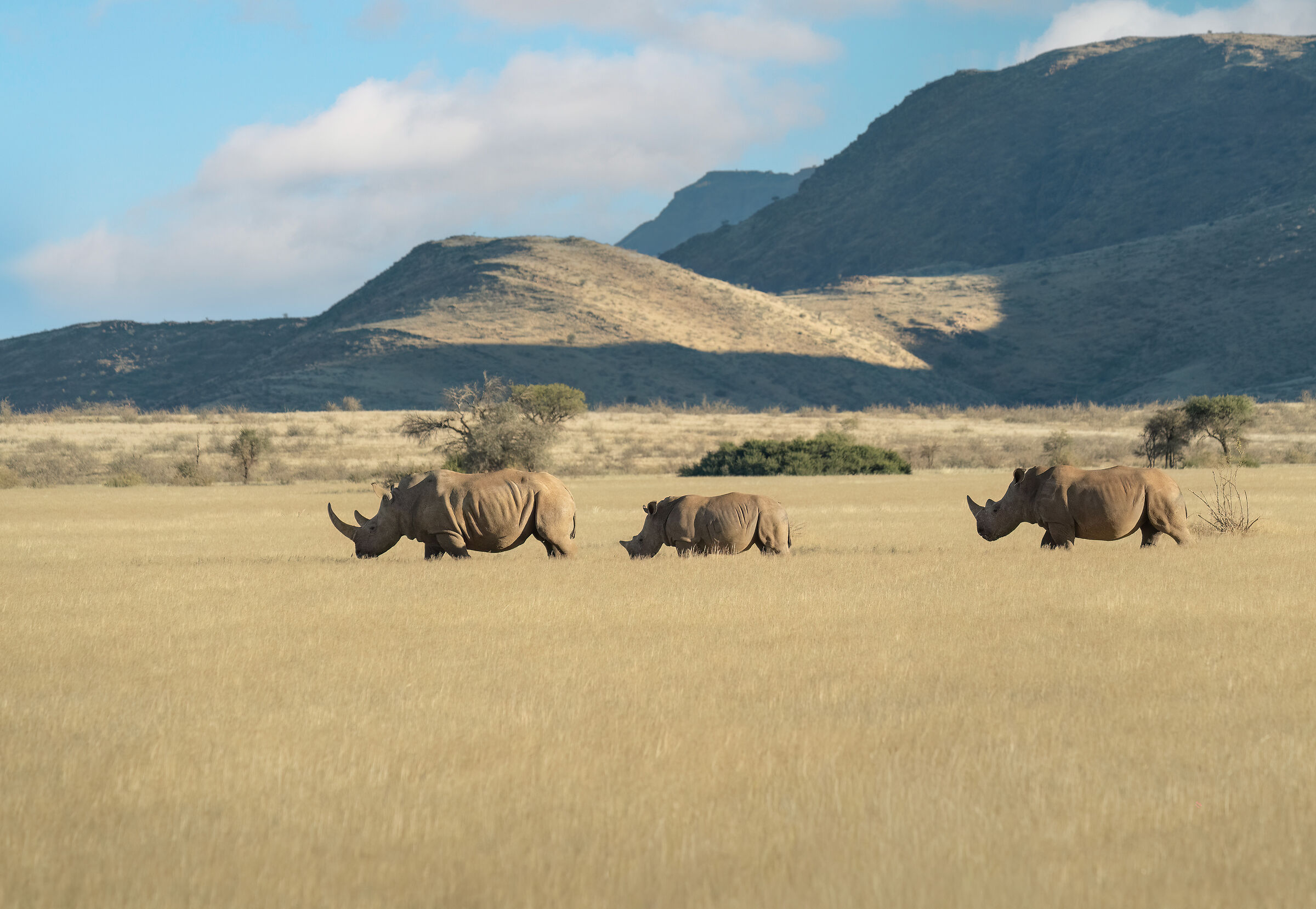 Rinoceronti nel Damarand