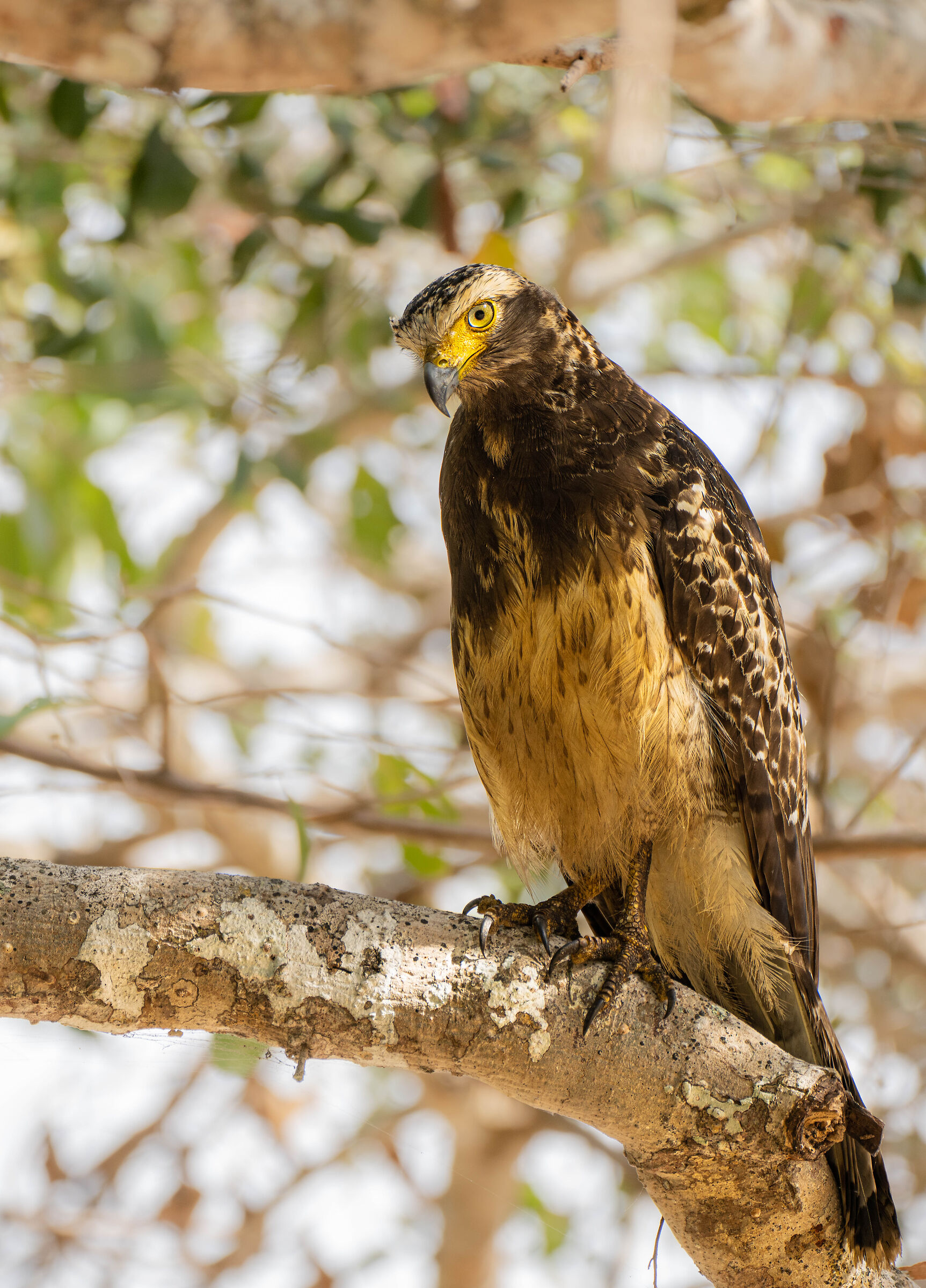 Serpent eagle - Wilpattu np