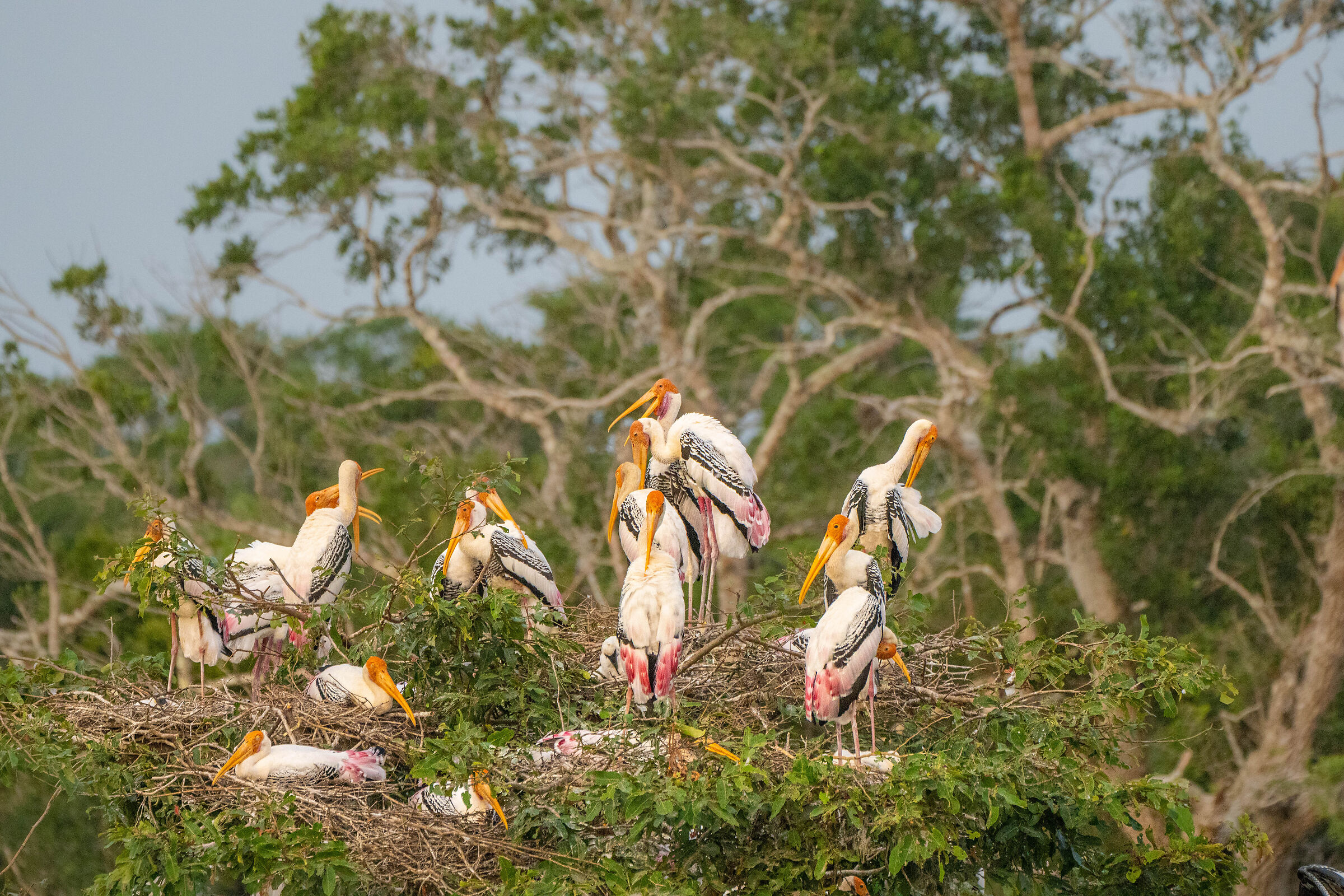 Painted Storks - Wilpattu np