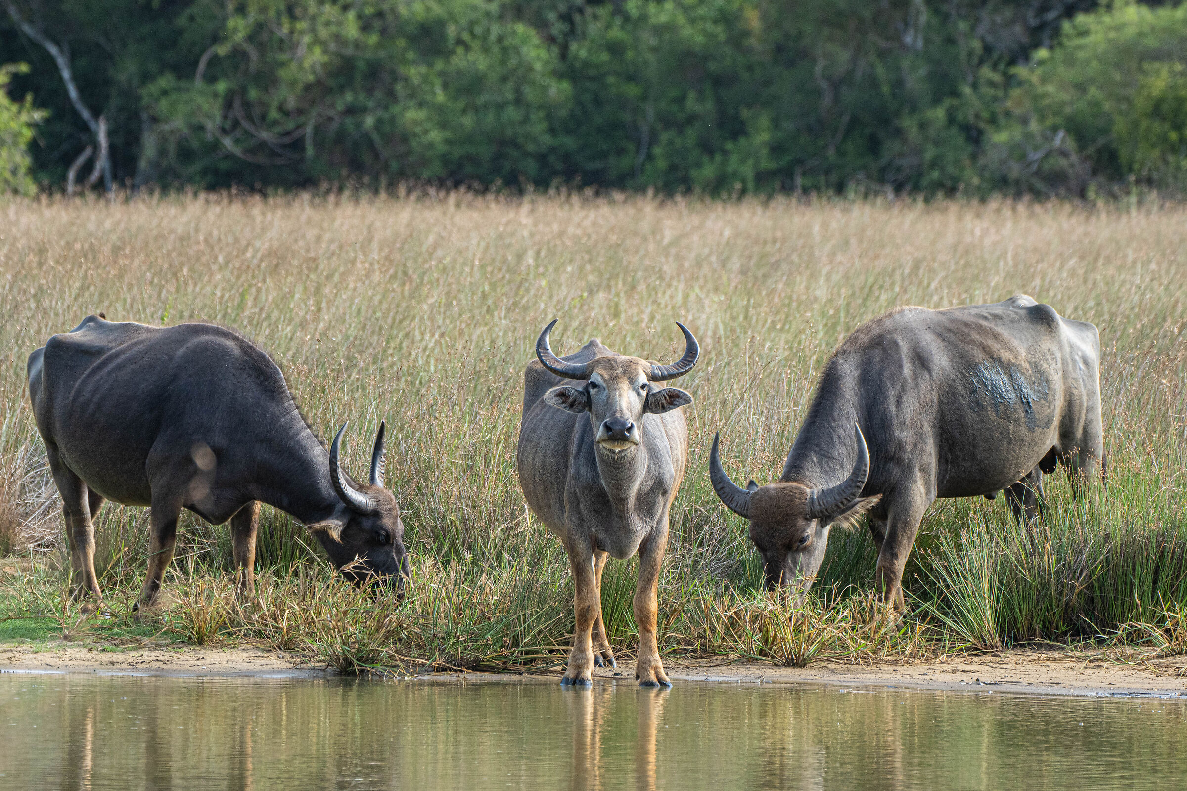 Water buffalo - wilpattu np