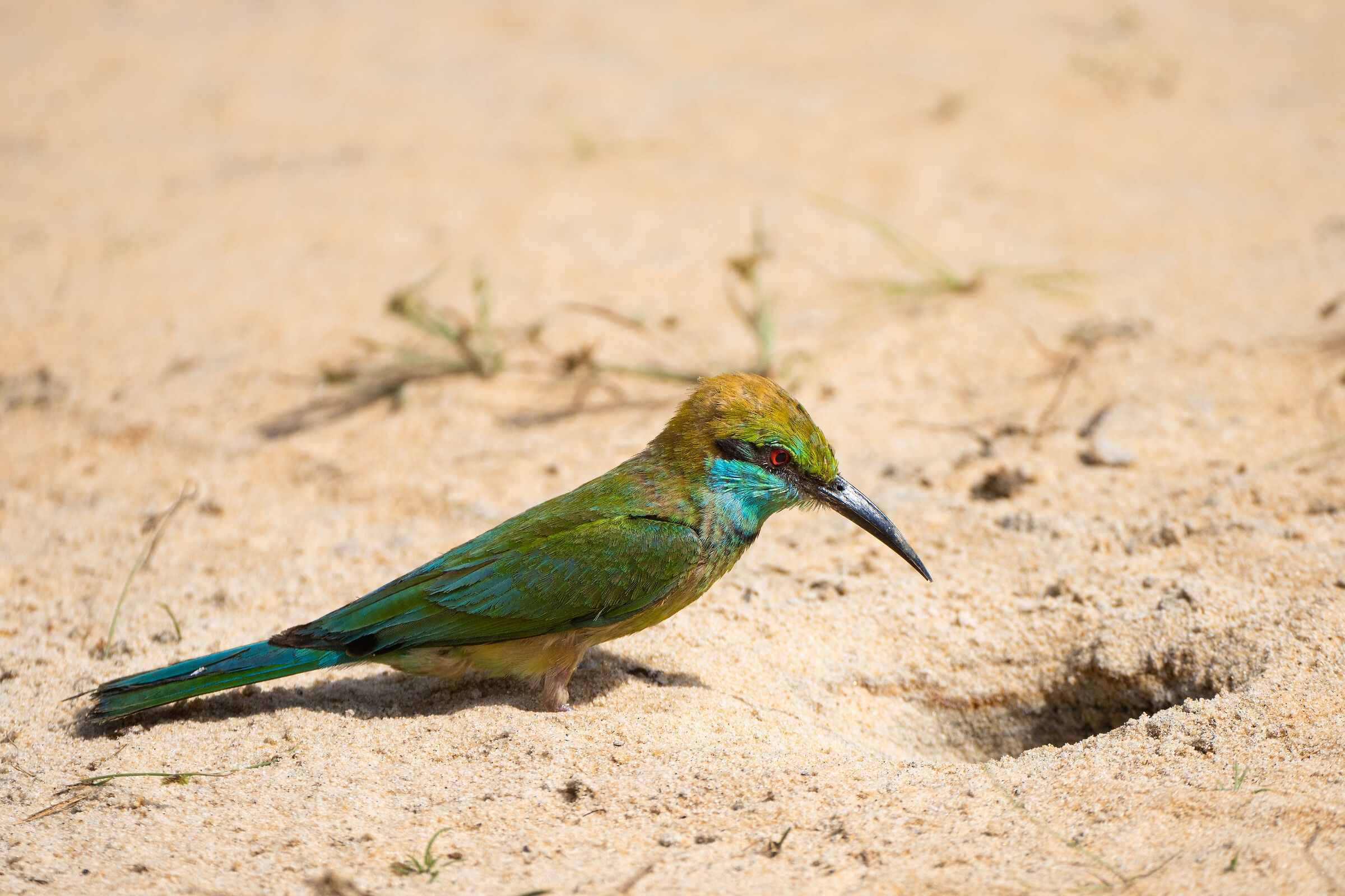 Asian Green bee-eater