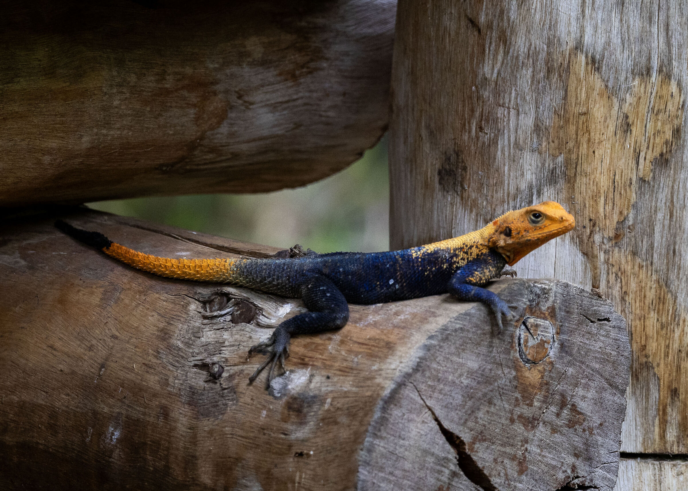 Agama finchi