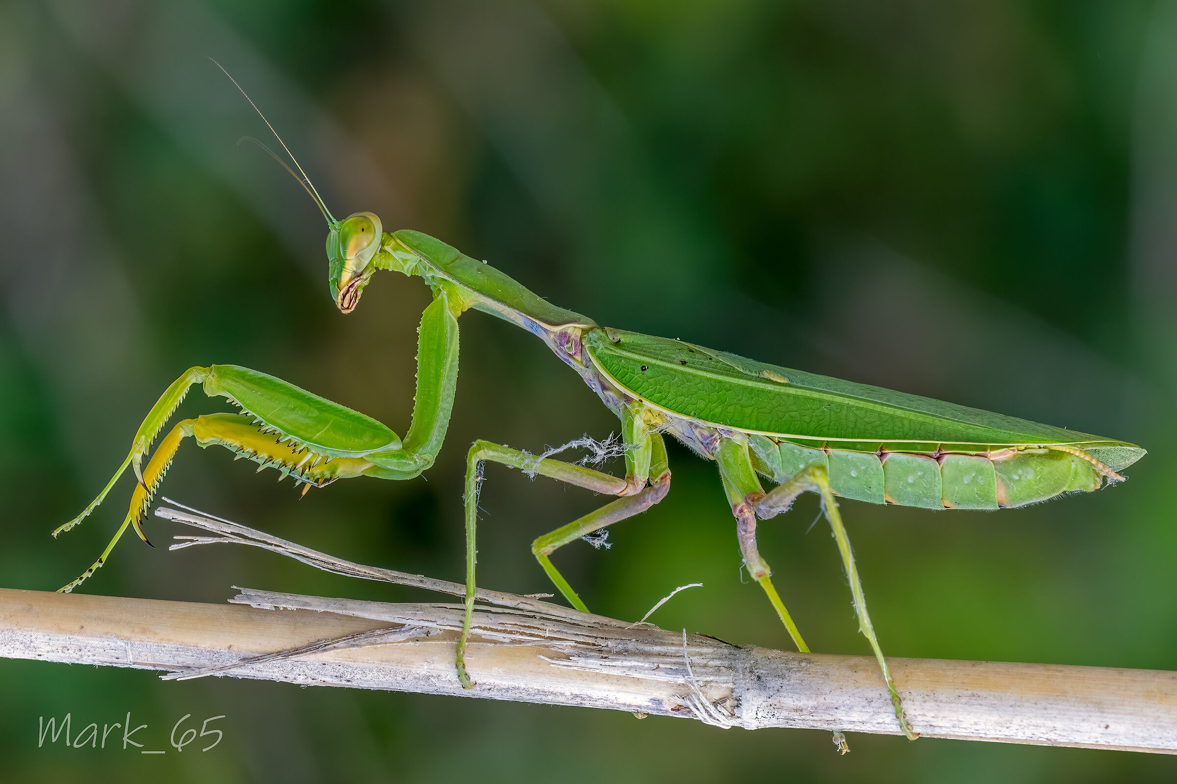 Hierodula tenuidentata