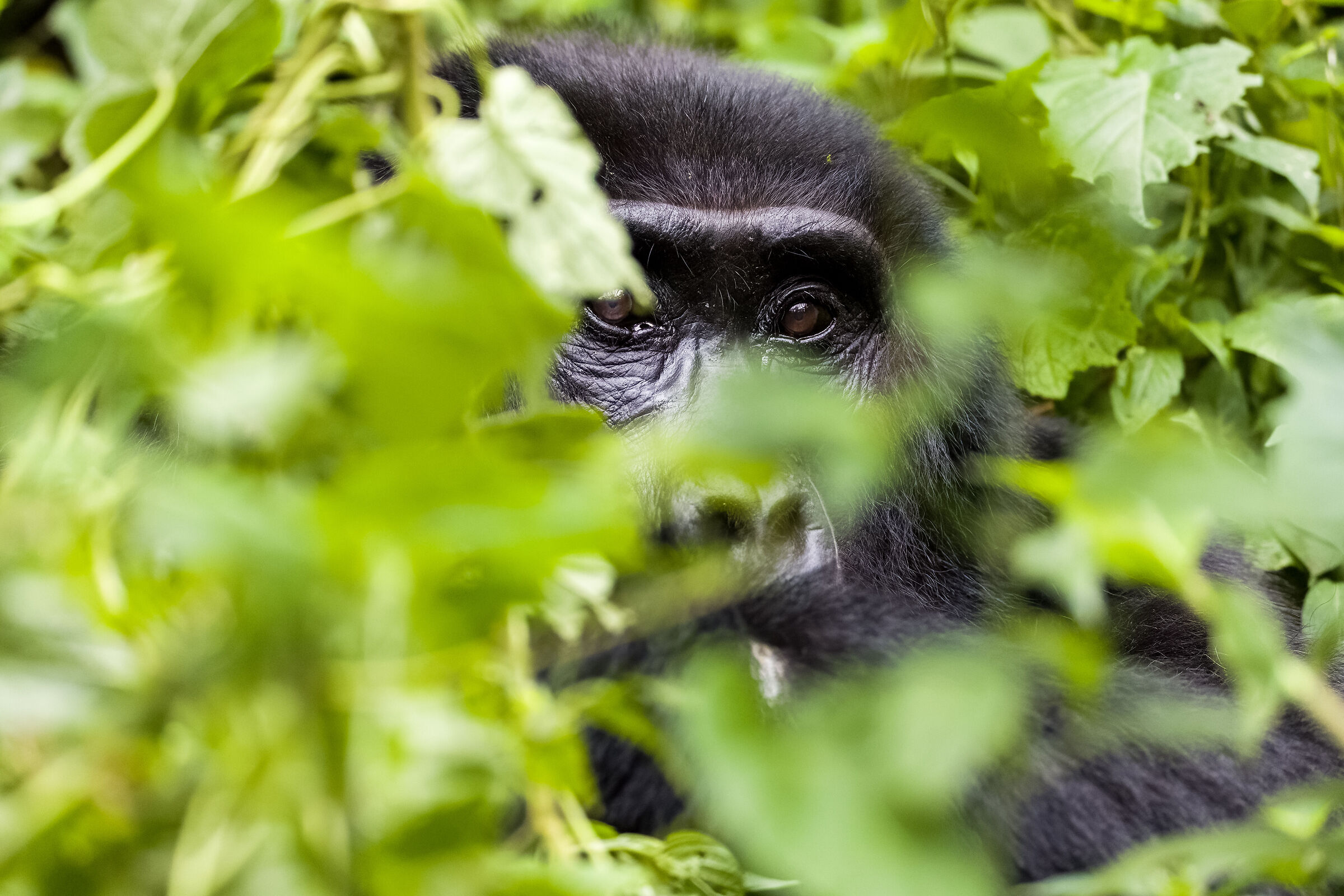 I see you -Gorilla beringei beringei Uganda 2025