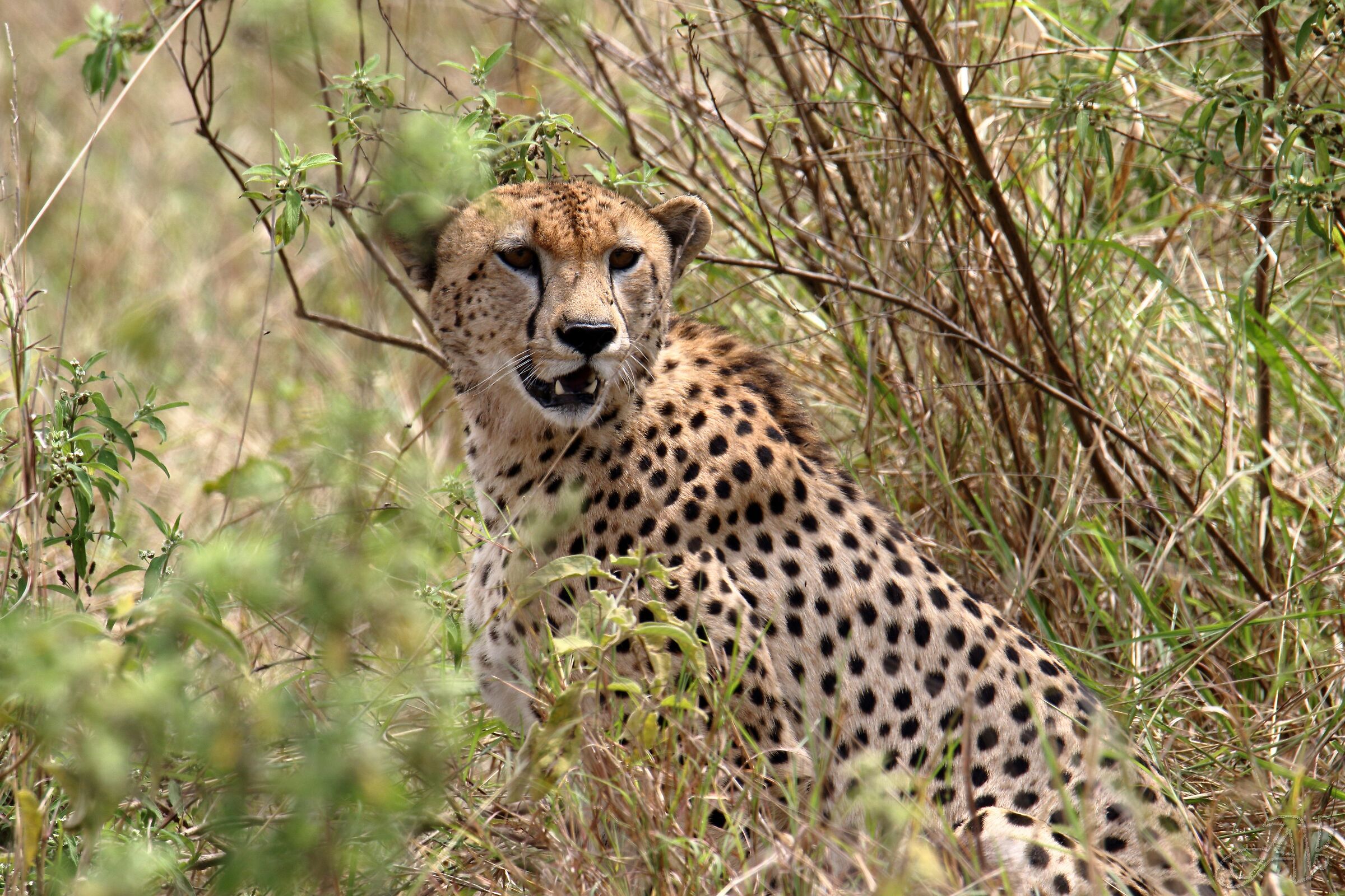 Cheetah