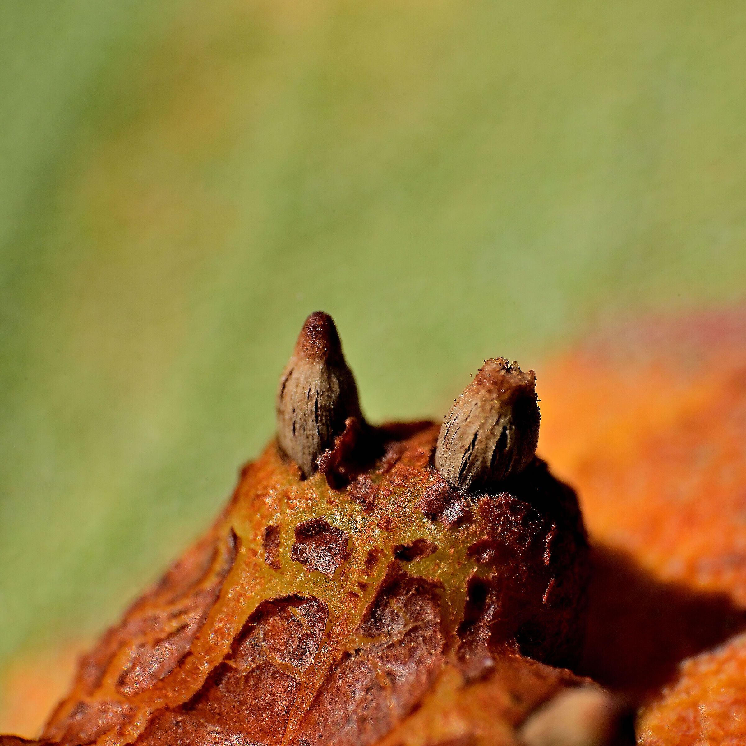 Pear rust