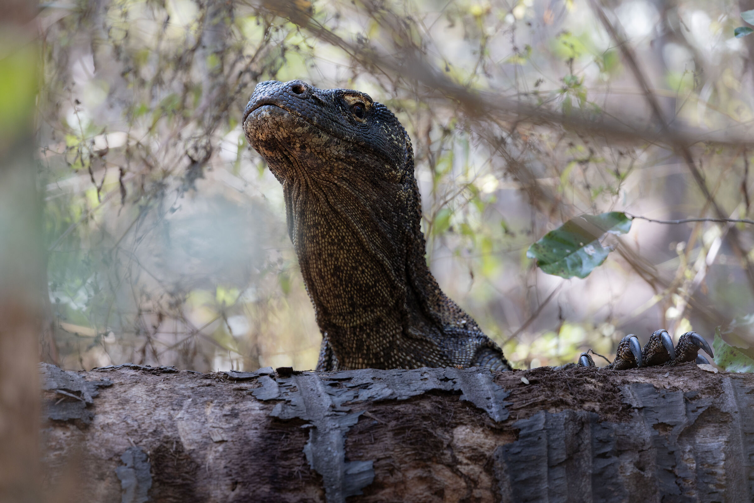 Monitor lizards