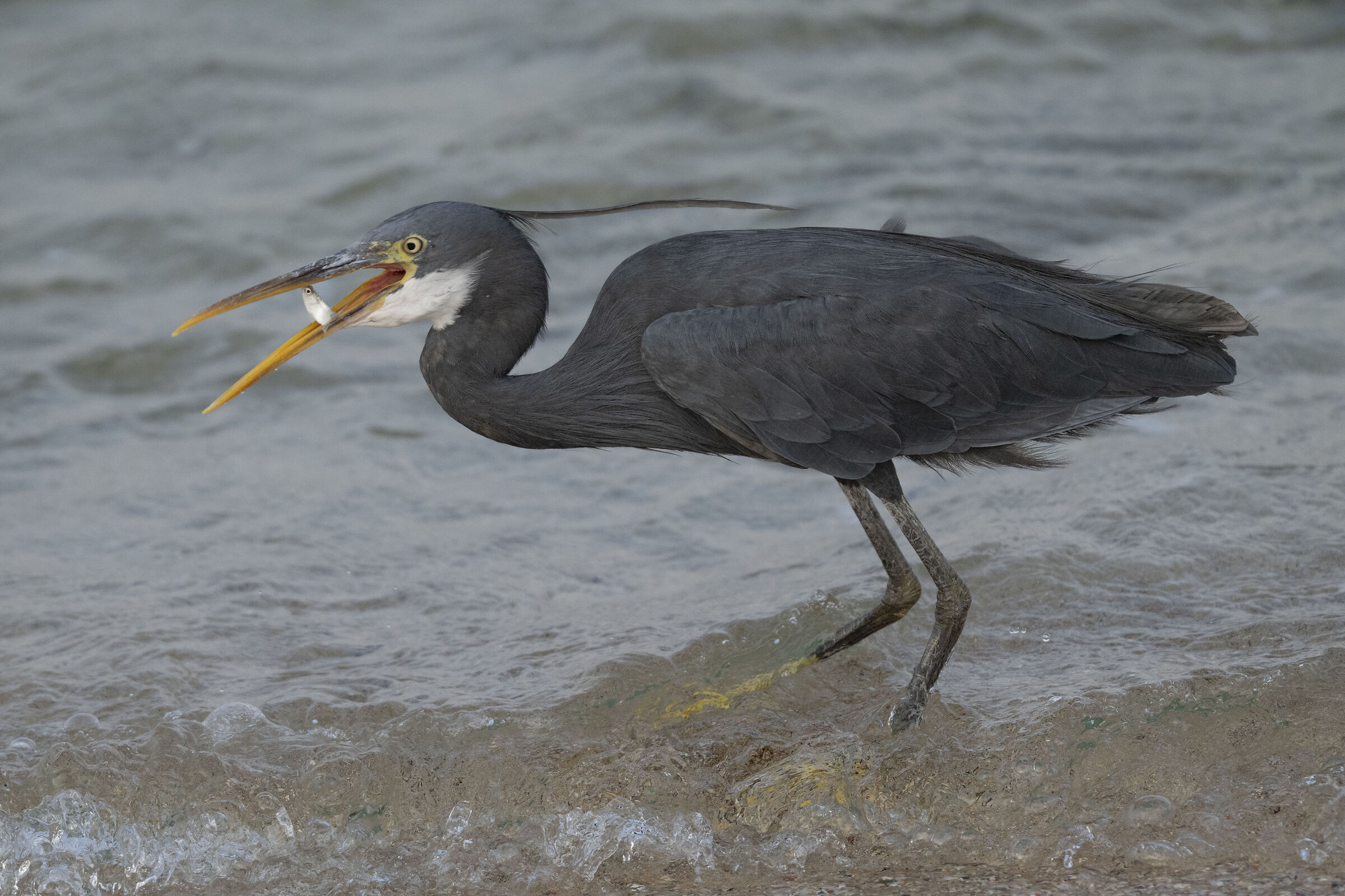 Schistaceous heron