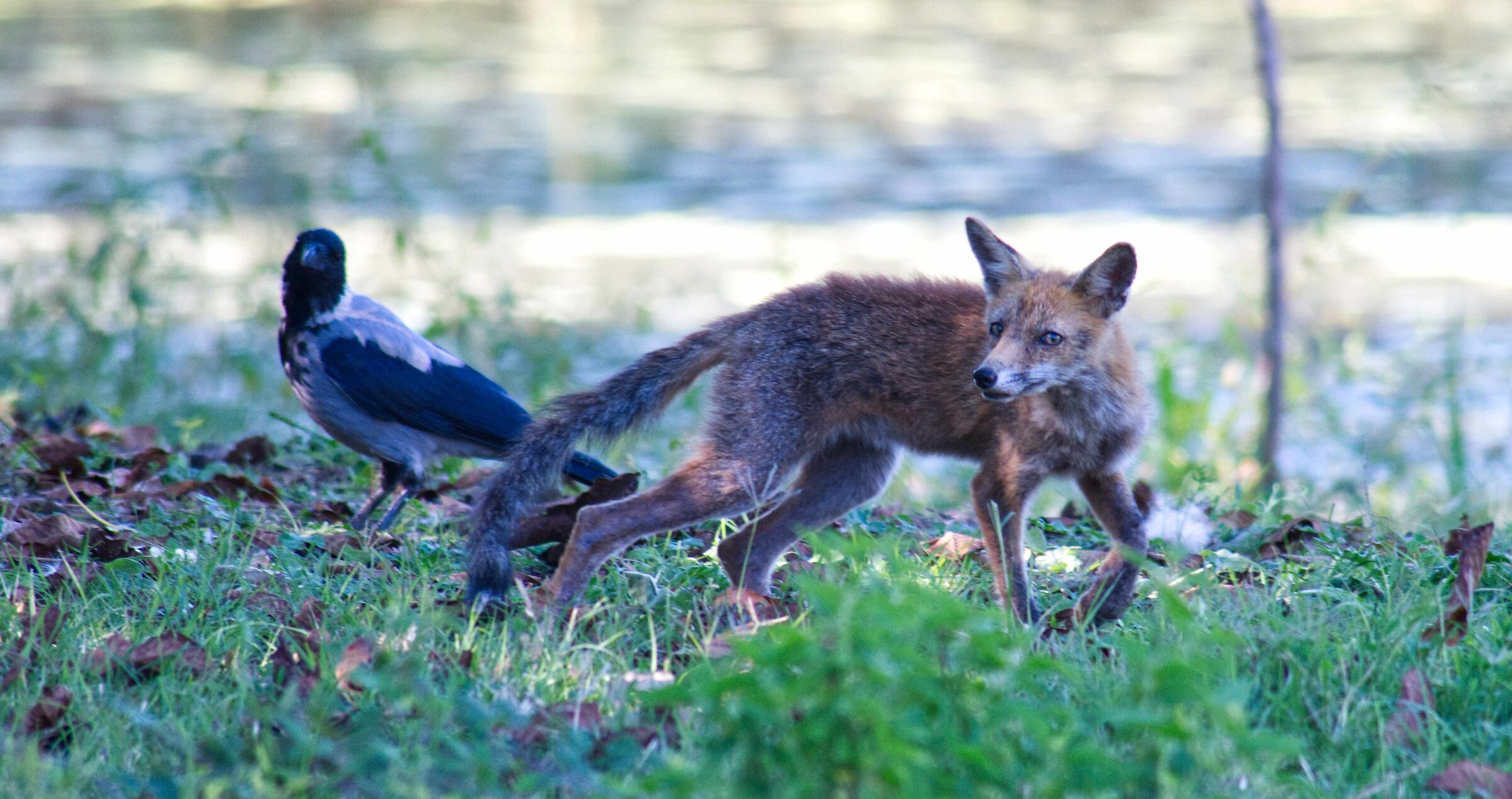 la volpe e la cornacchia
