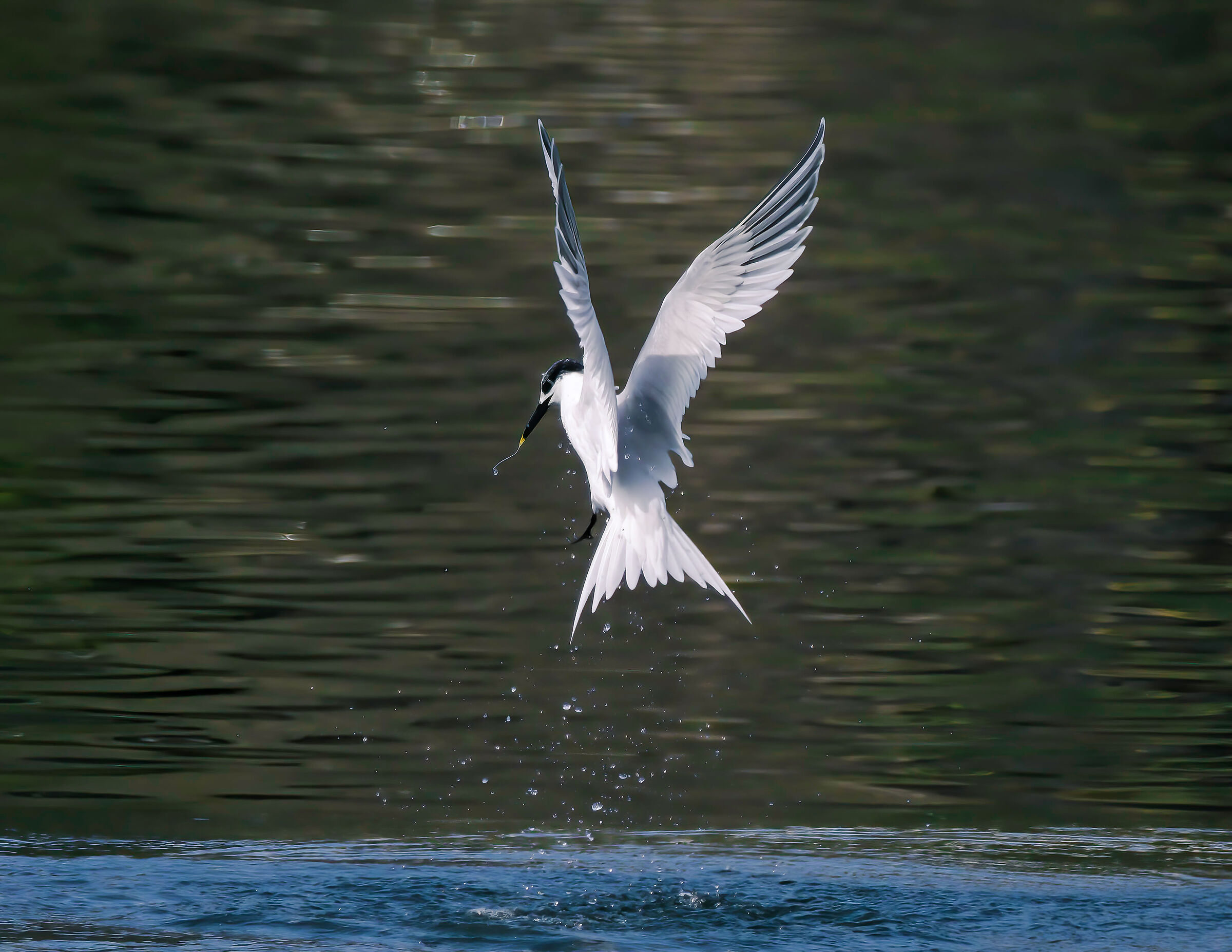 Sandwich tern