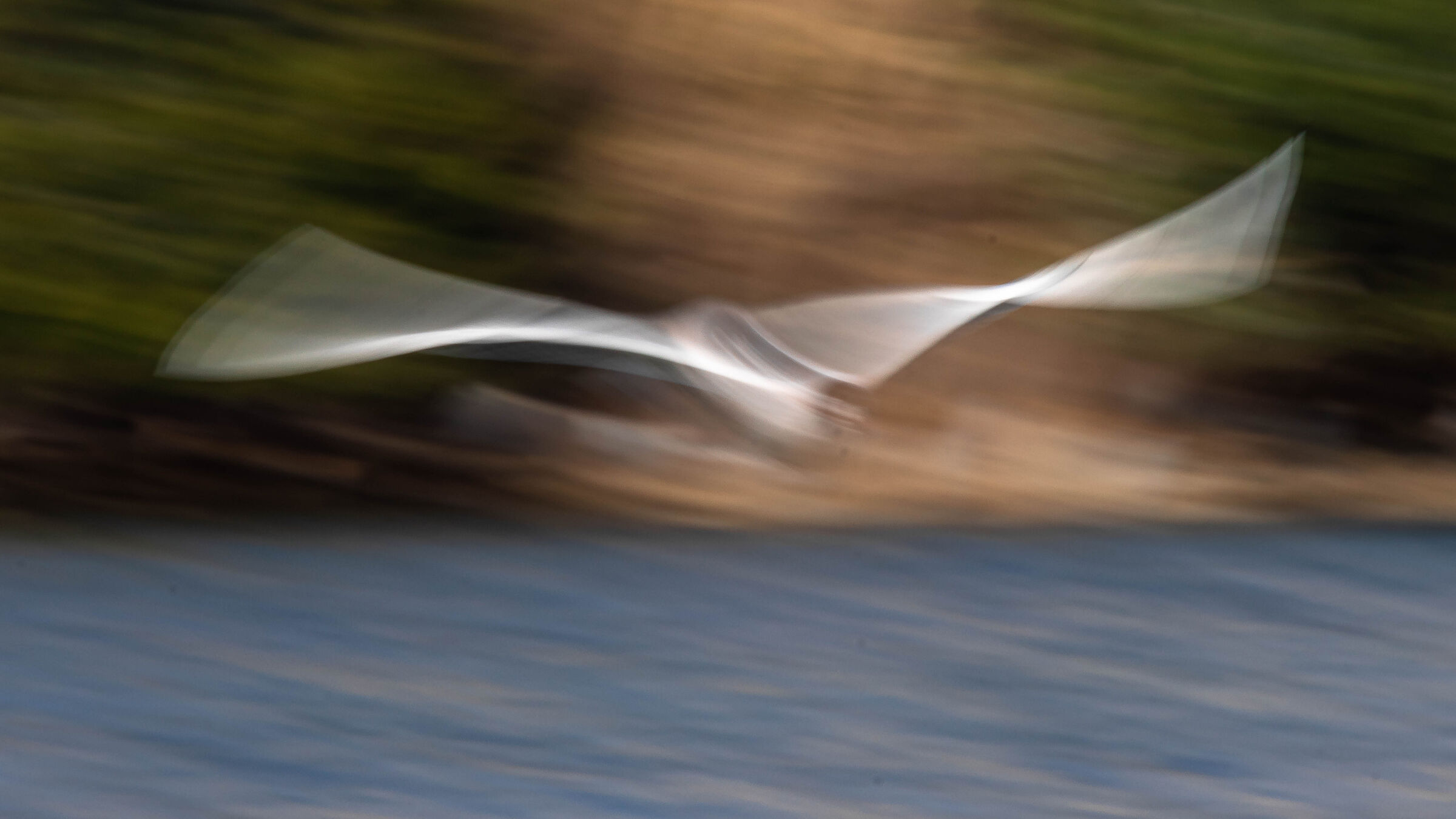 Wings in motion