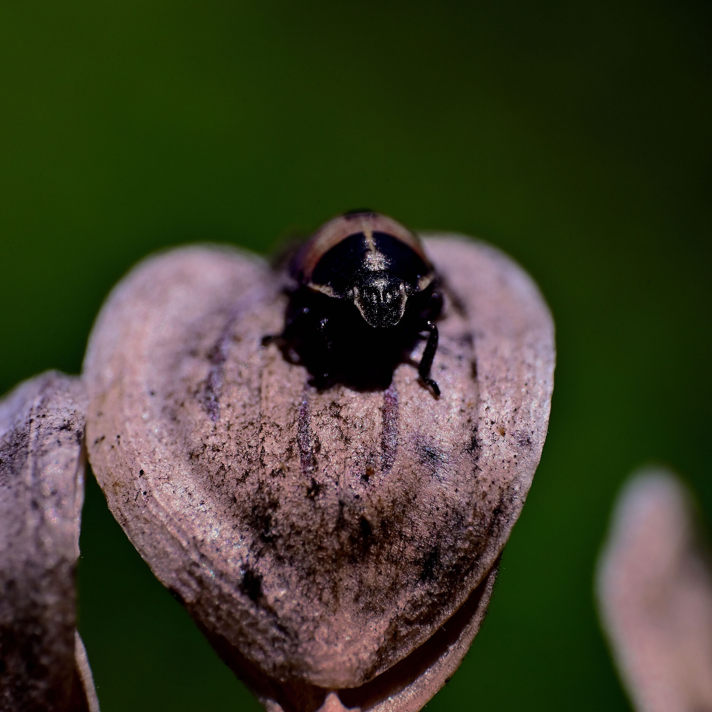seed beetle