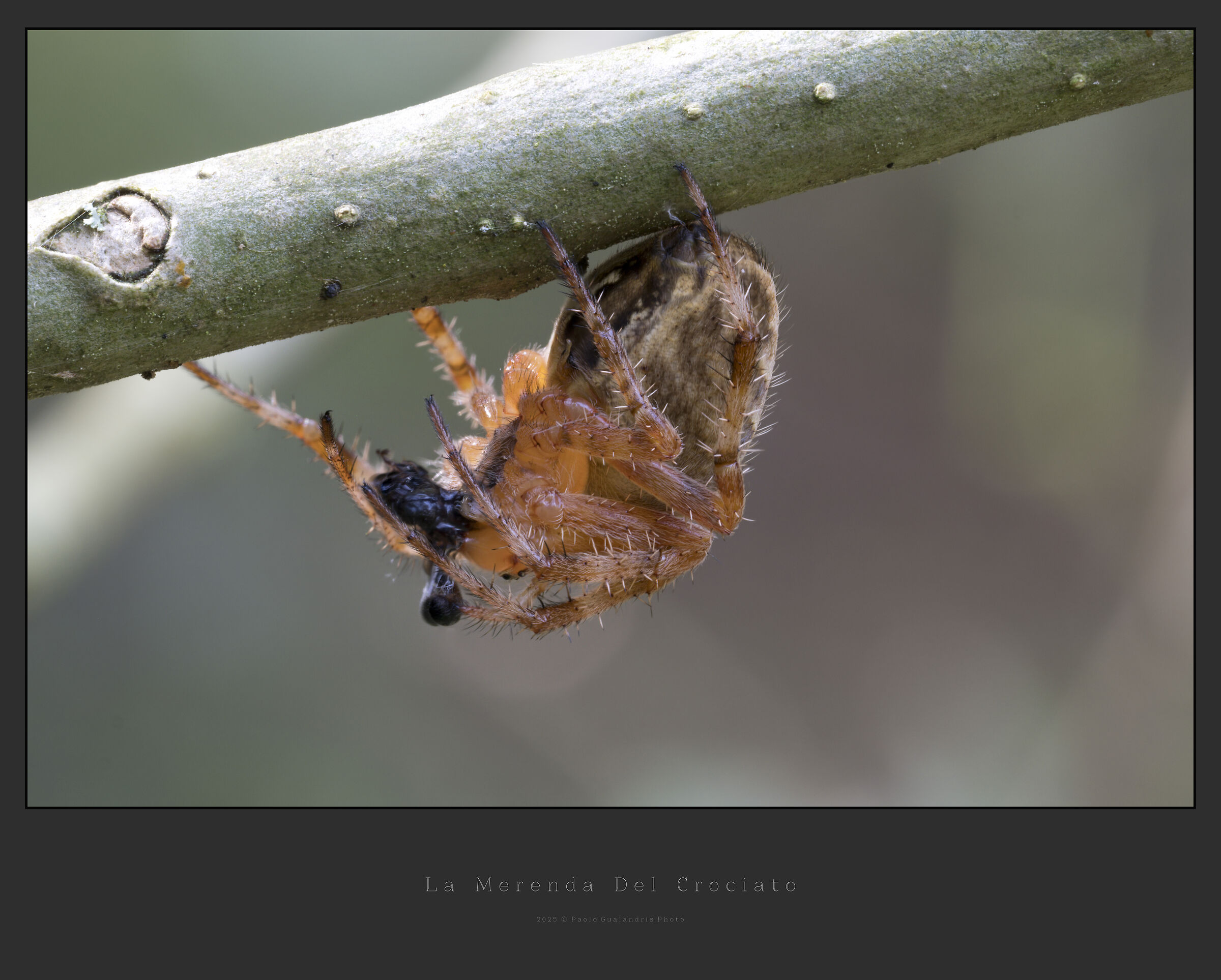 La Merenda Del Crociato