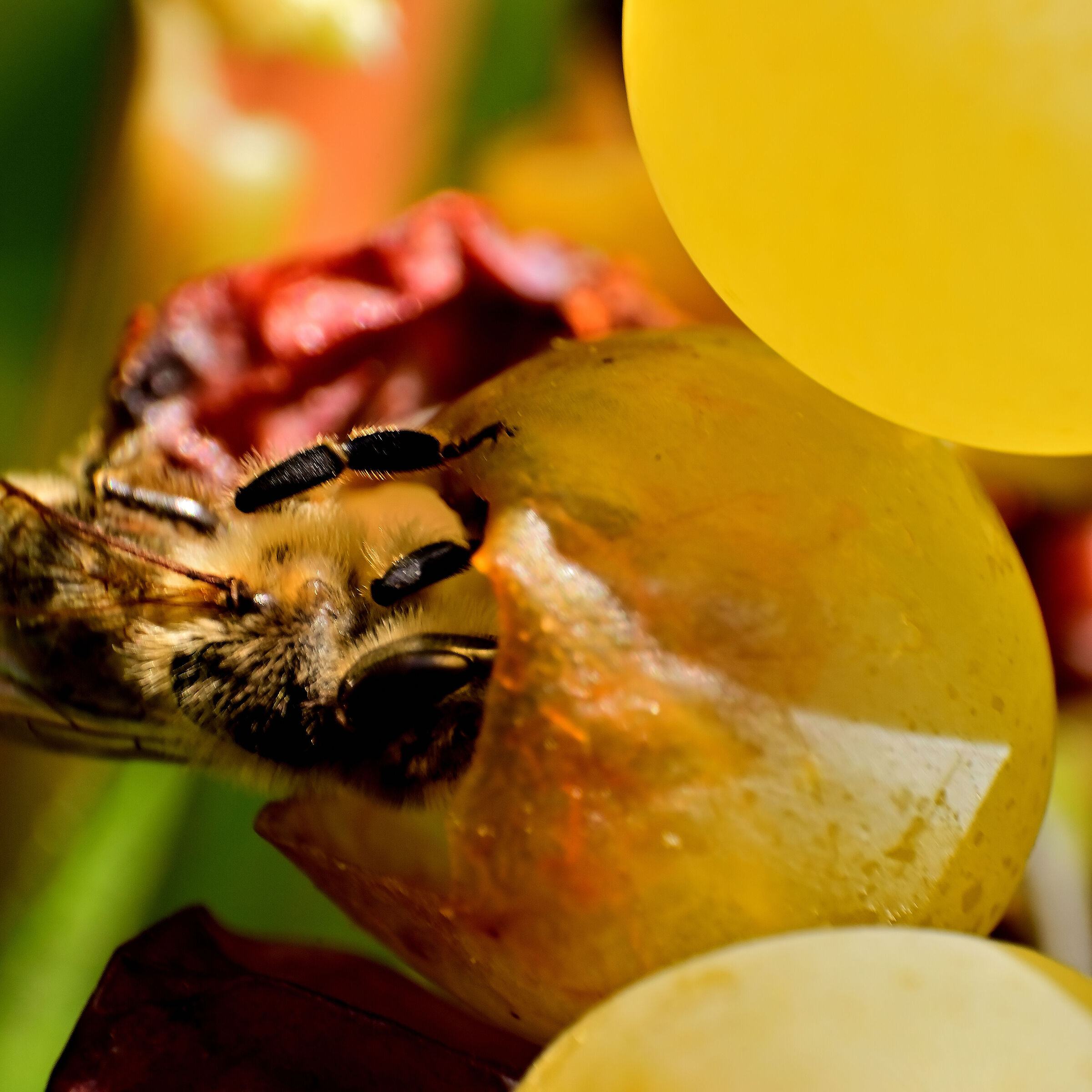 ape in un acino d'uva moscato