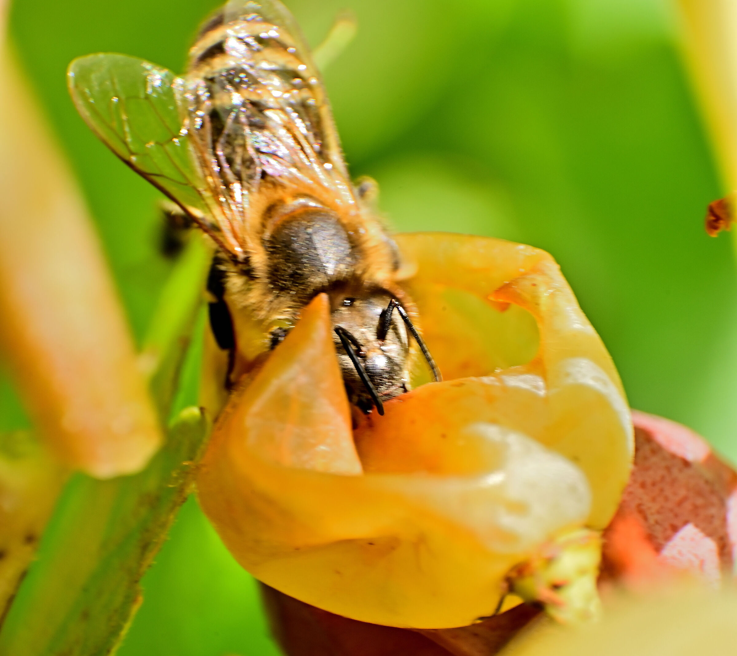 ape in un acino d'uva moscato 1