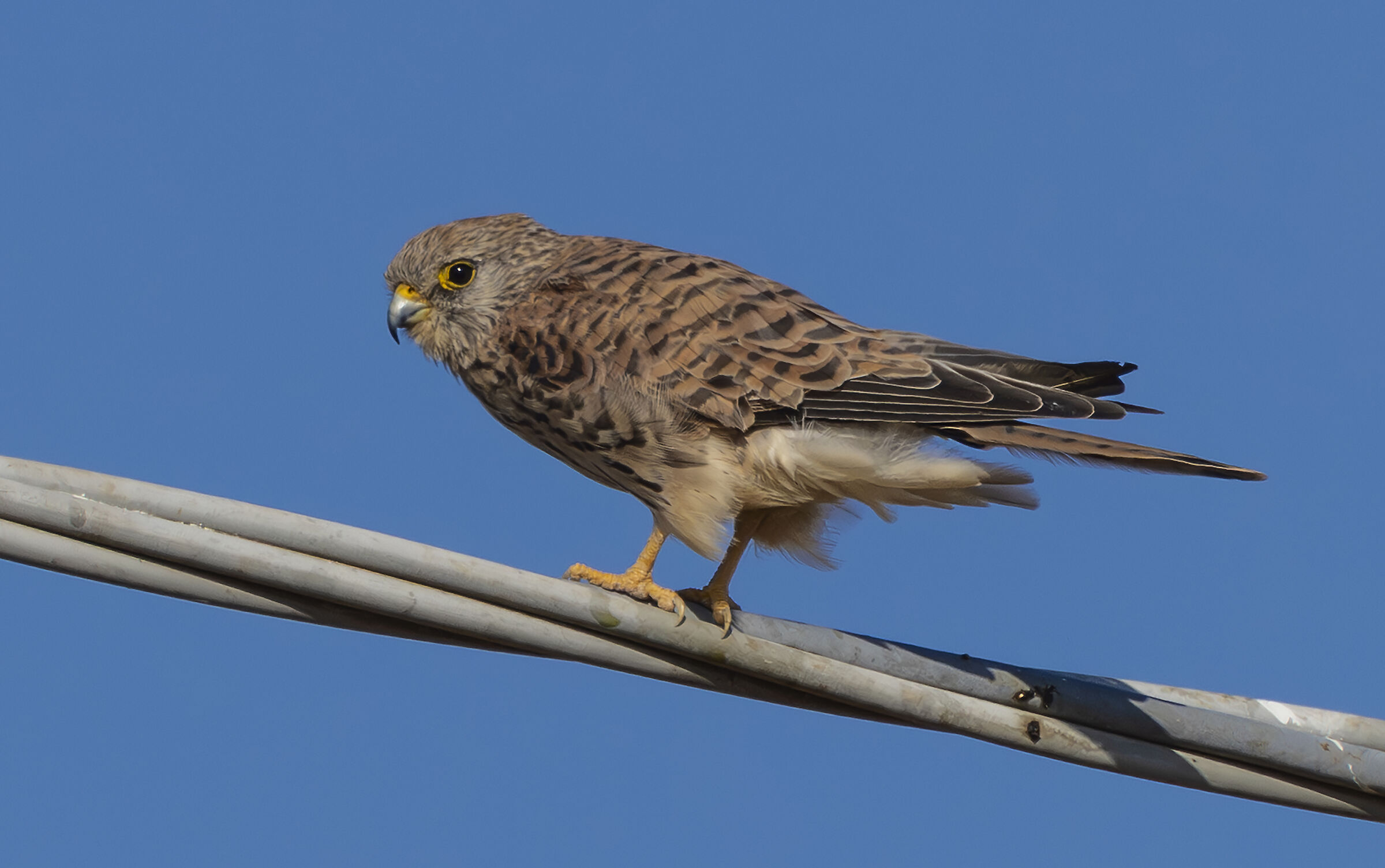 grillaio giovane o femmina