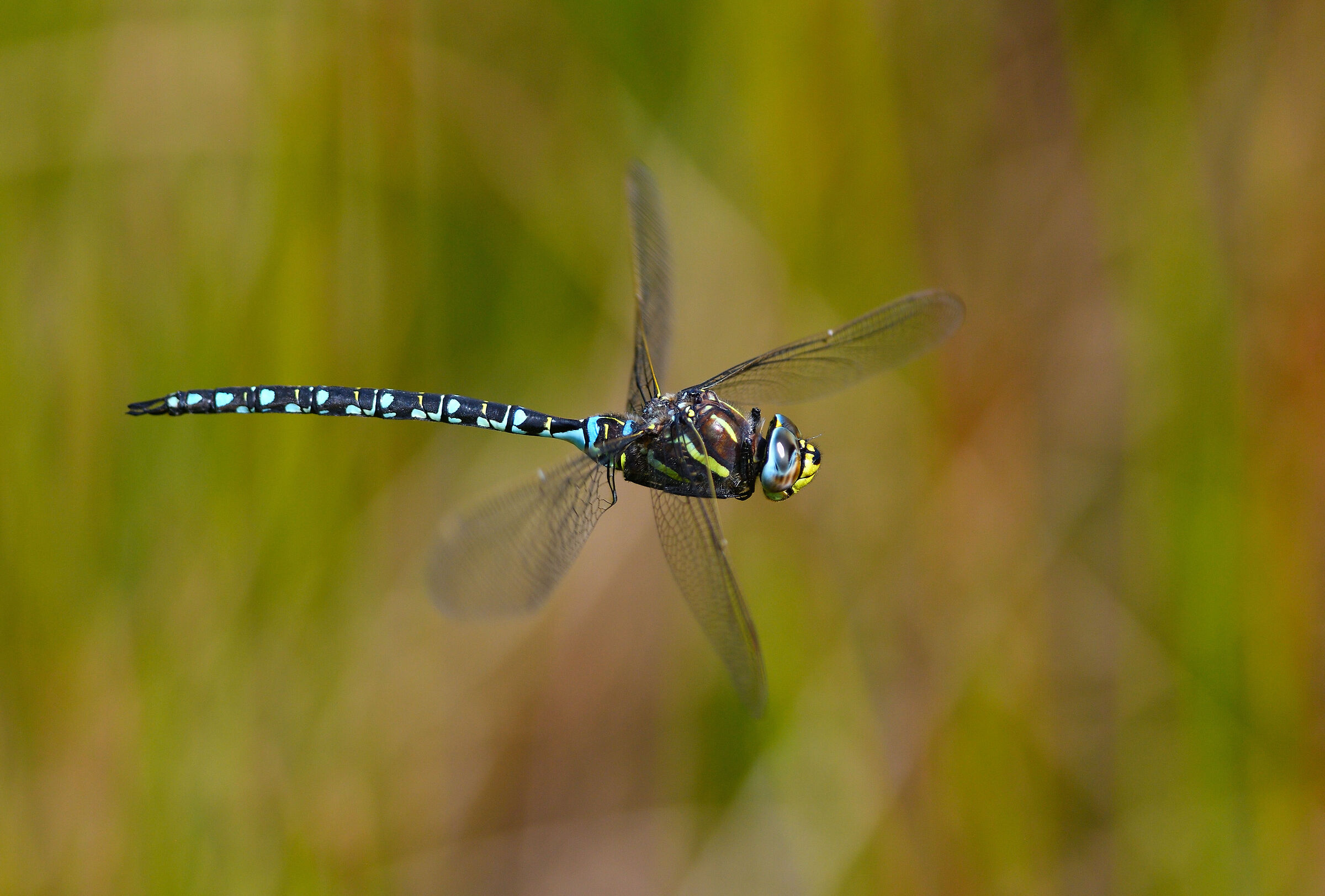 Aeshna Juncea in flight