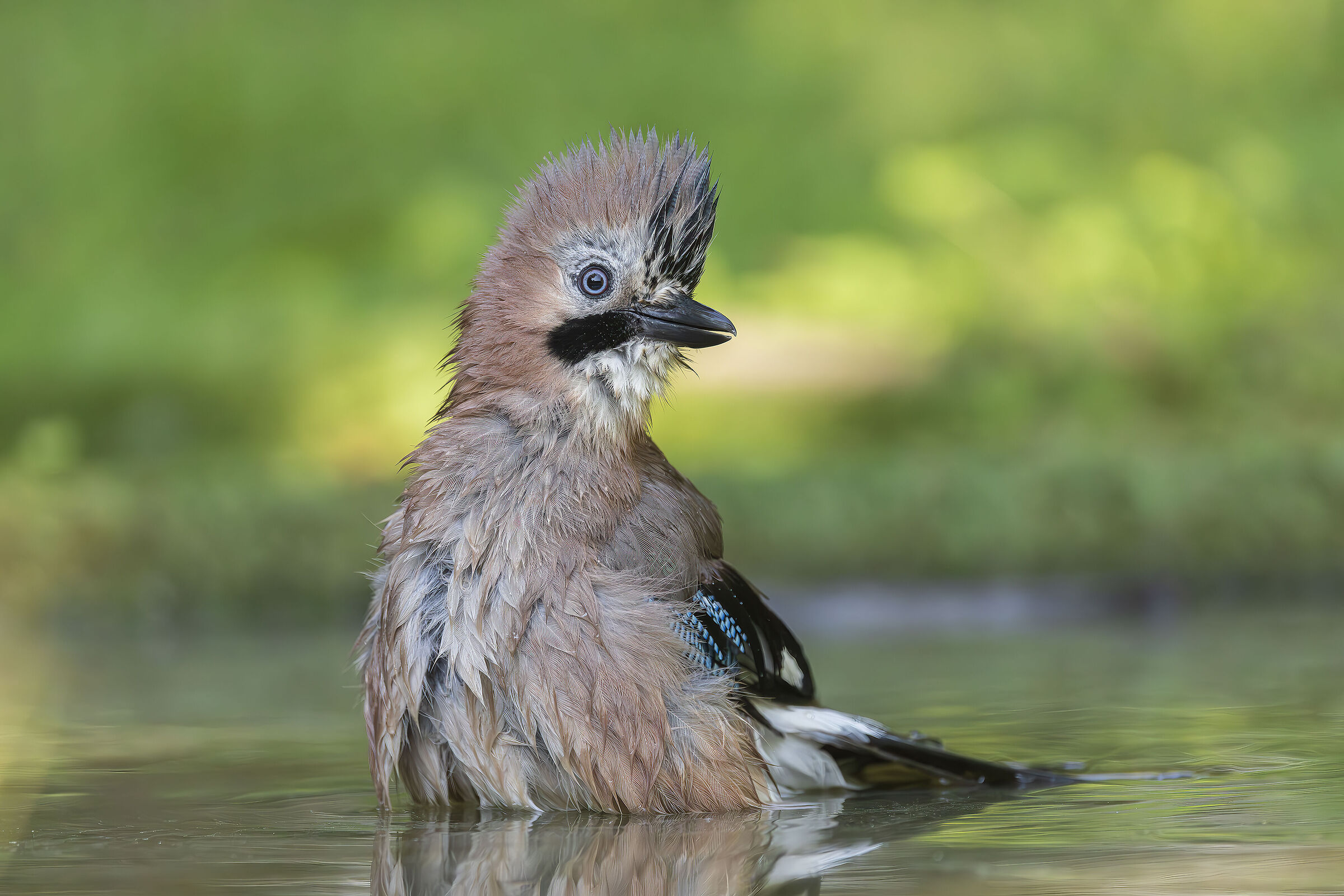 ghiandaia al bagno 2