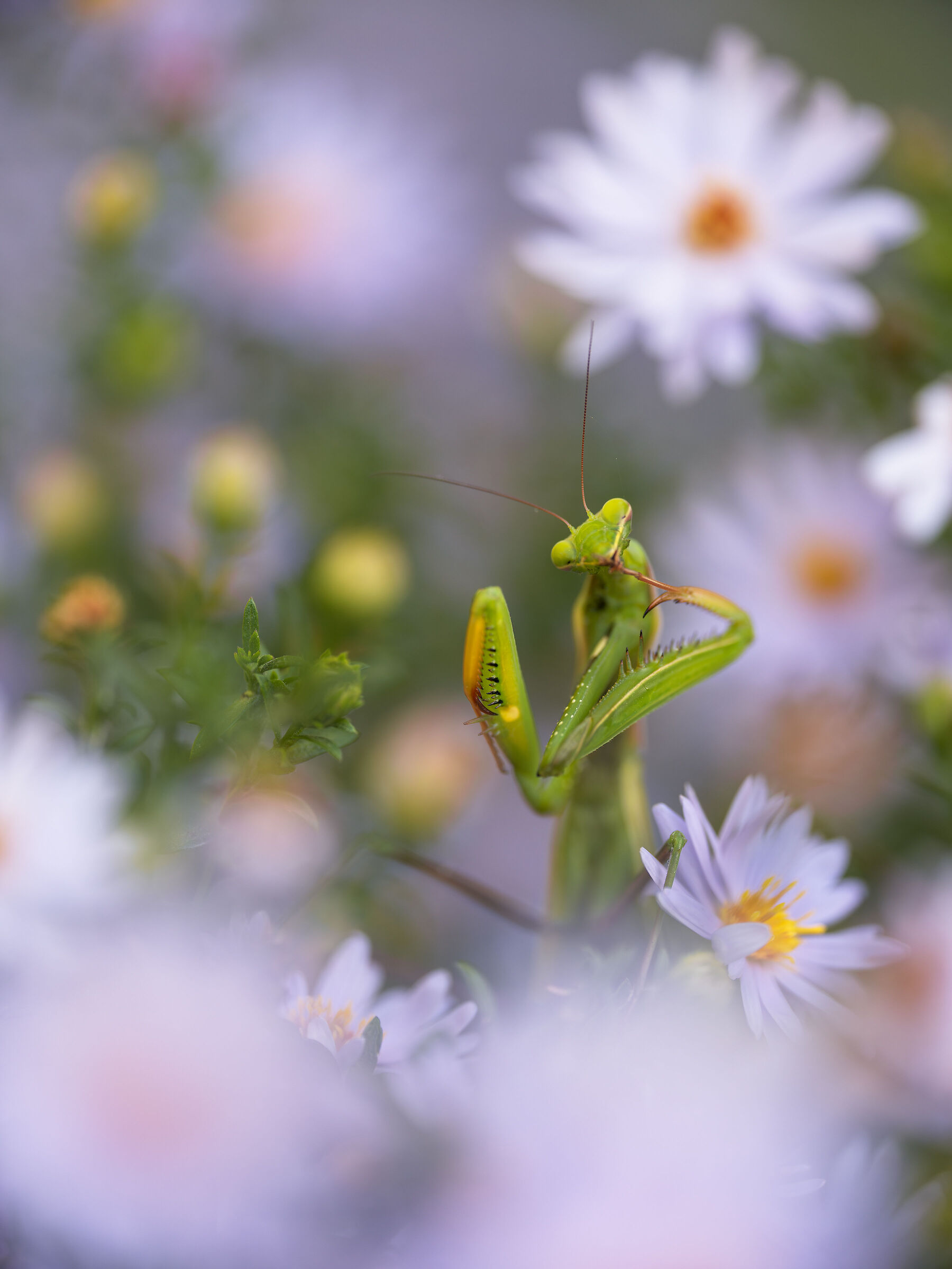 Mantide religiosa - Pulizie