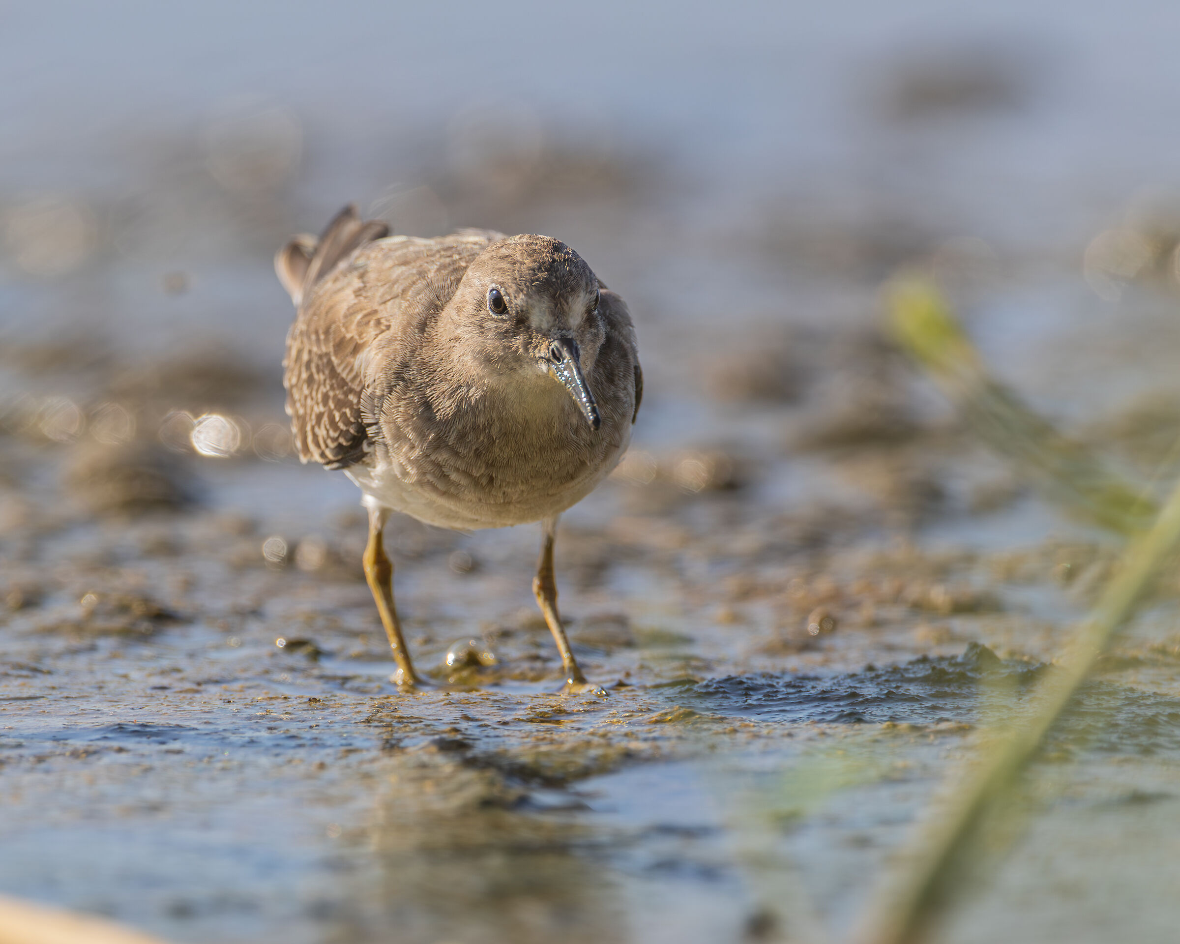 Small Sandpiper