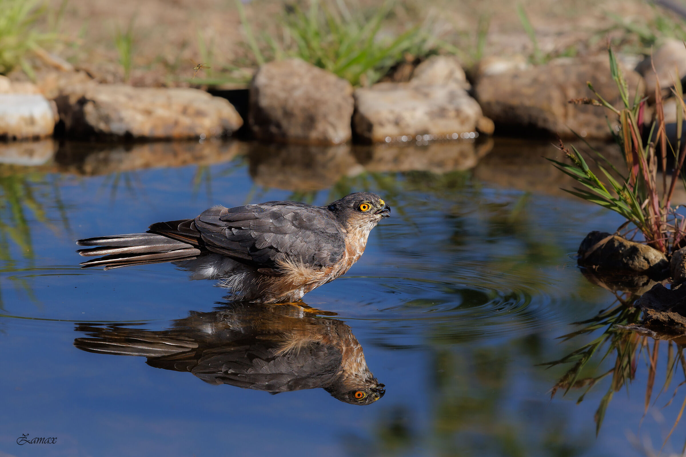 Sparrowhawk