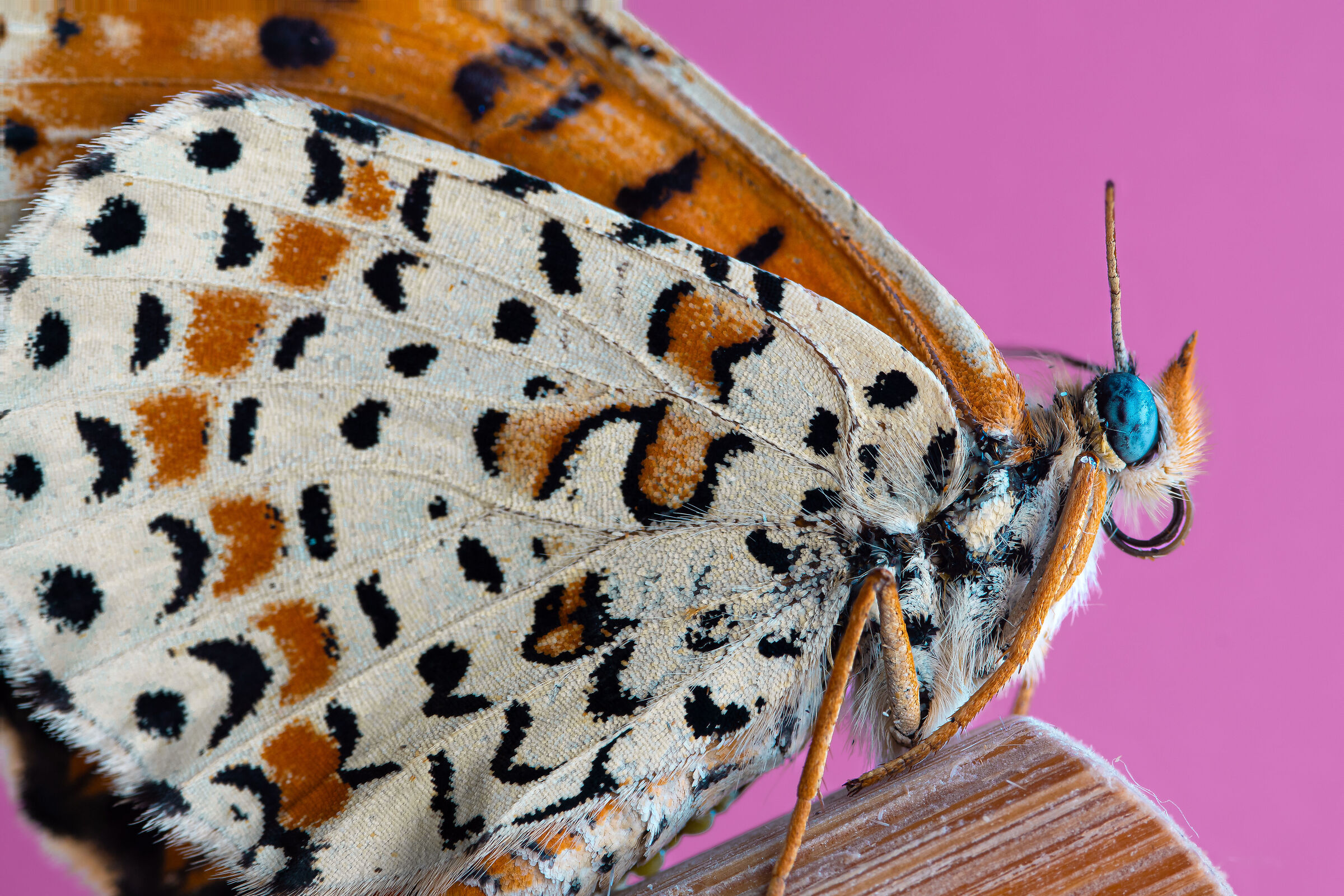Melitaea Didyma