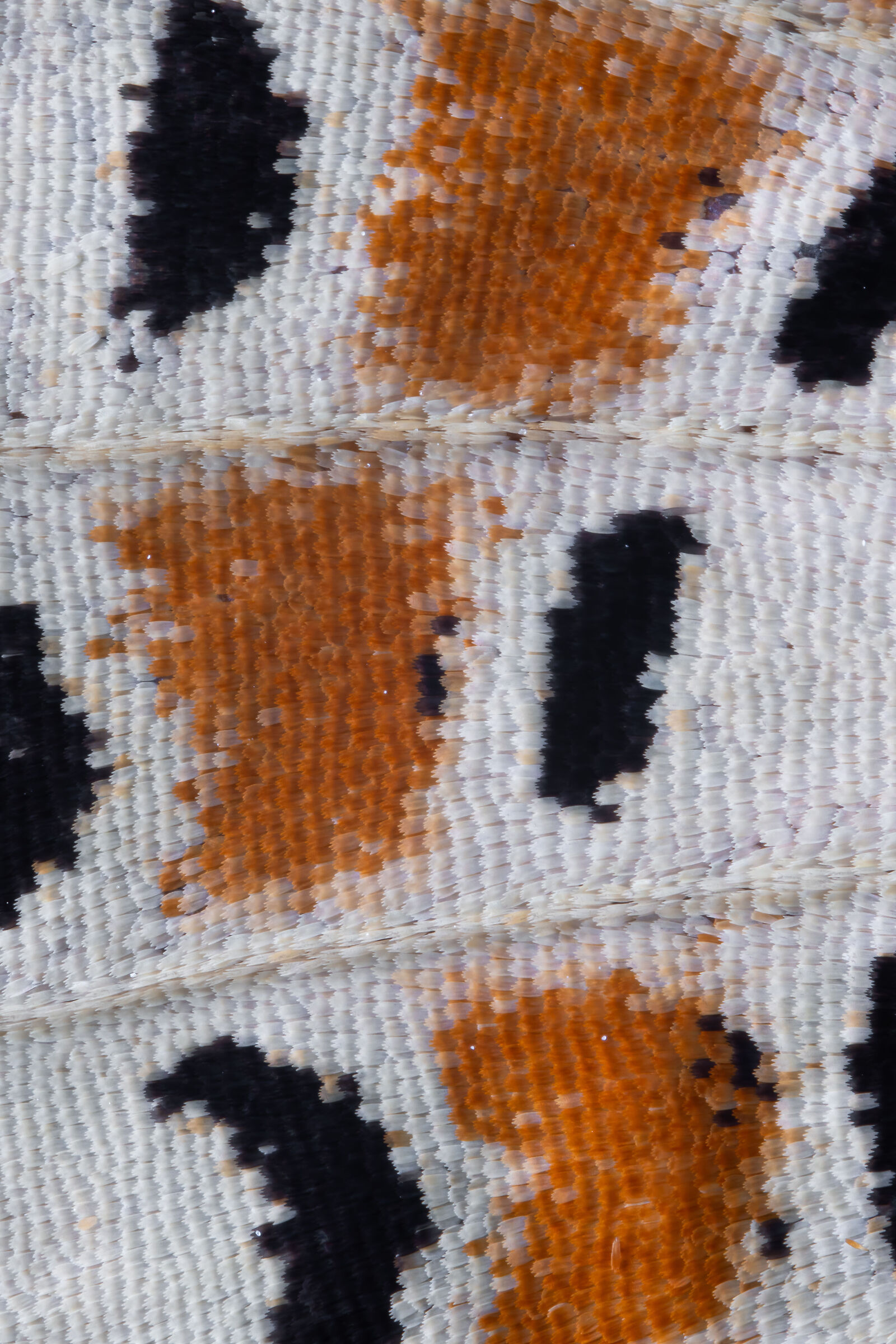 Detail of the Melitaea Didyma wing
