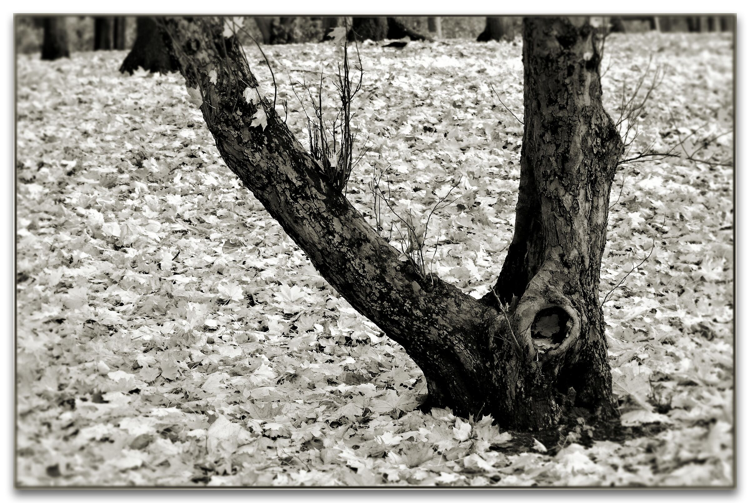 L'autunno sta arrivando...