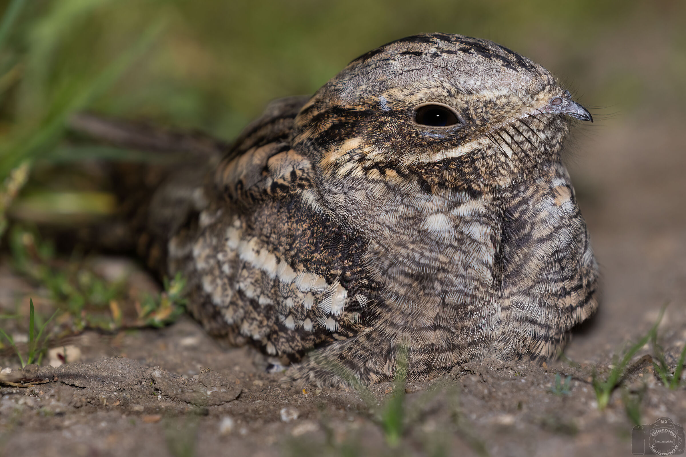 Nightjar