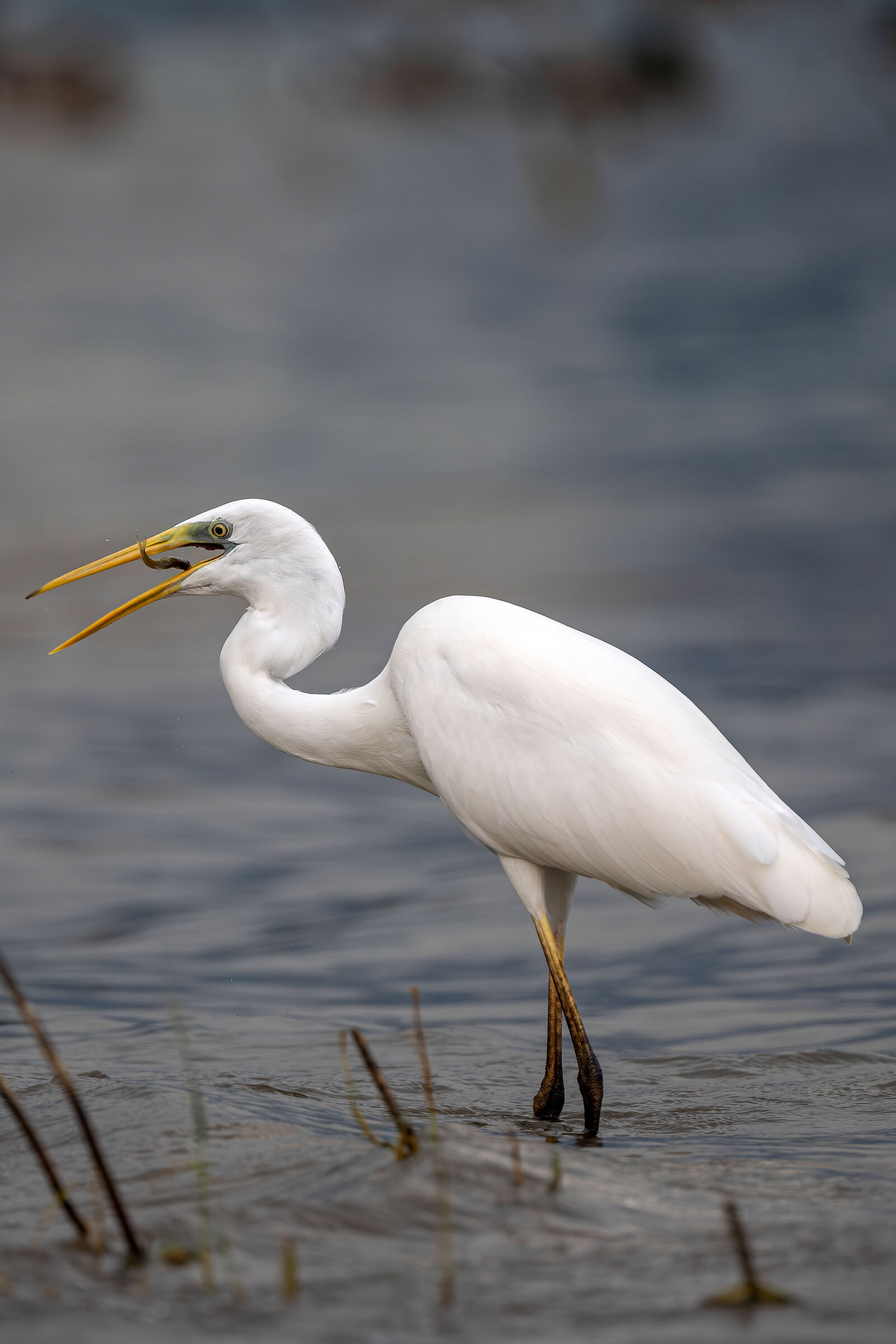 Great Egret feeding