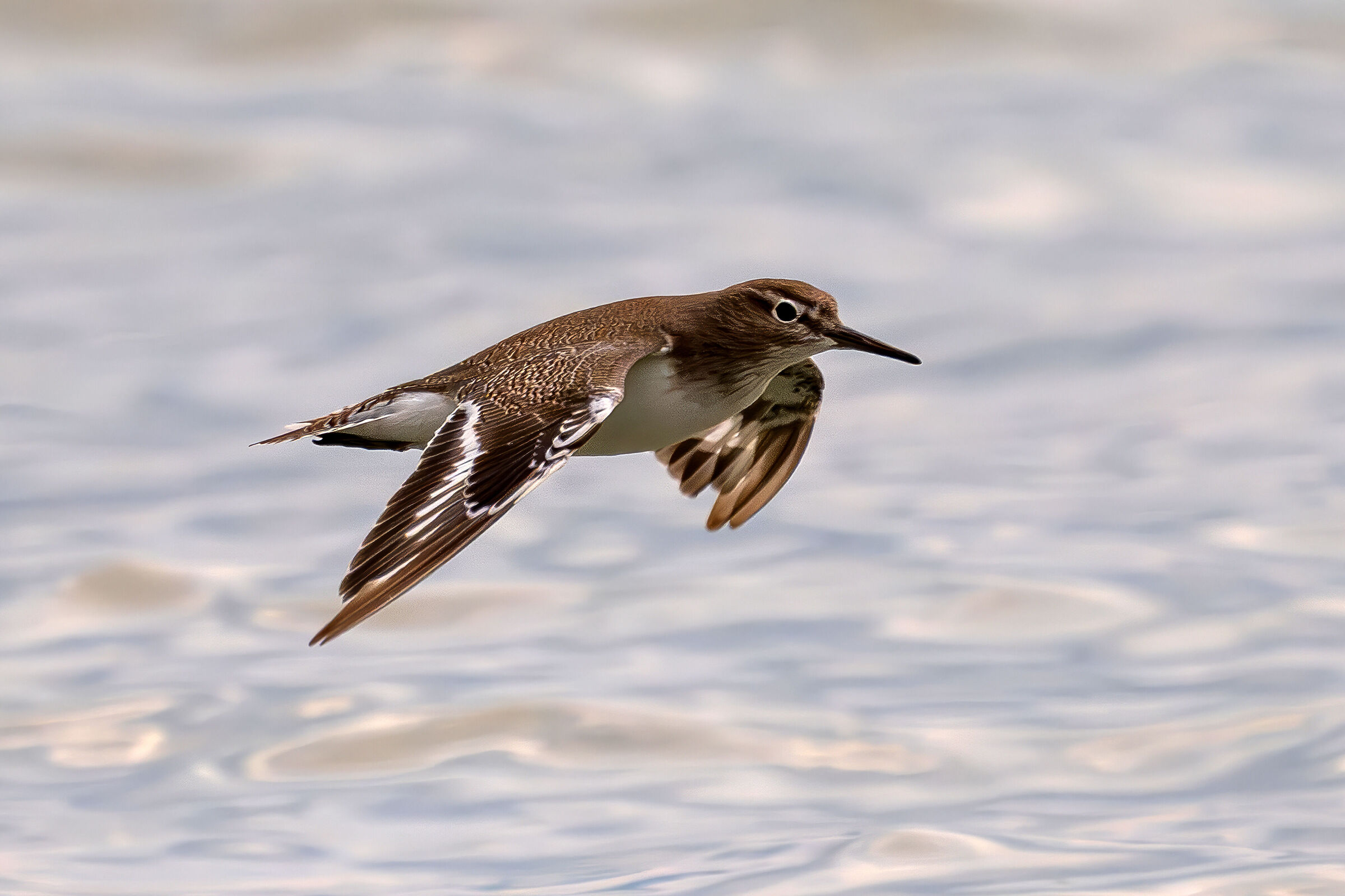 Airborne Sandpiper