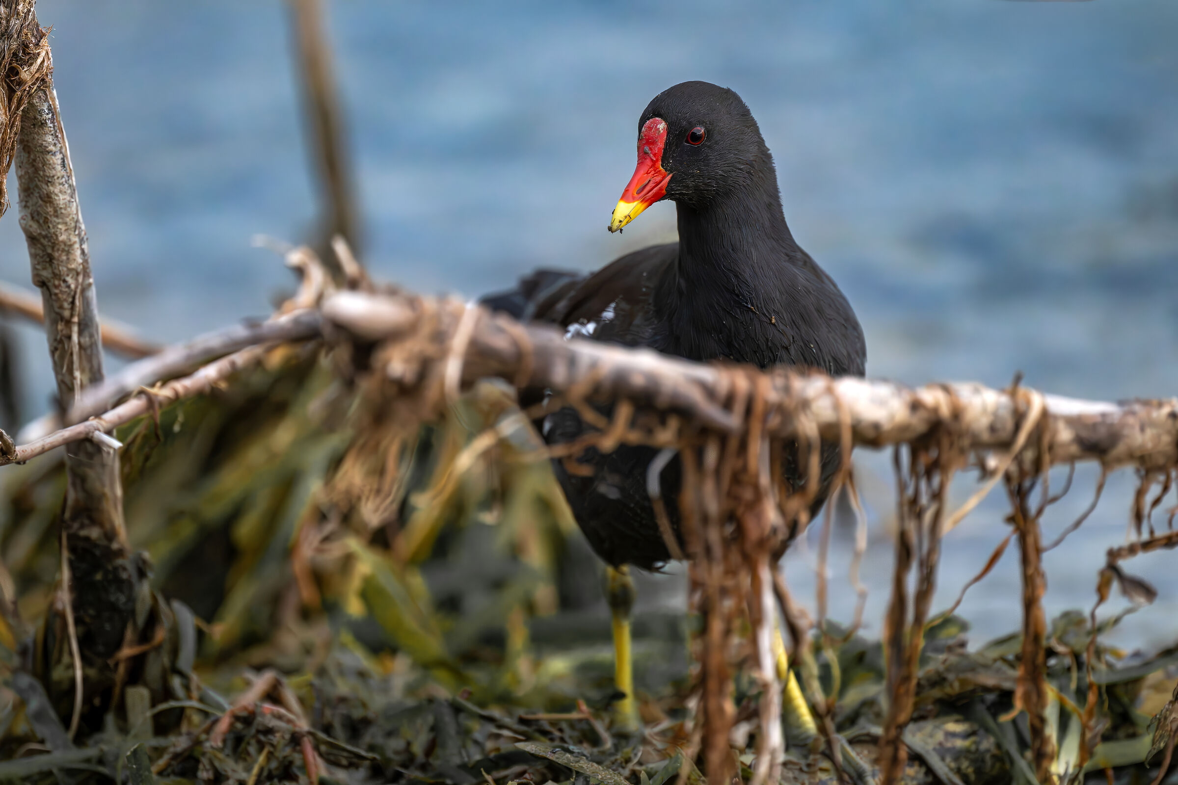 Moorhen in habitat