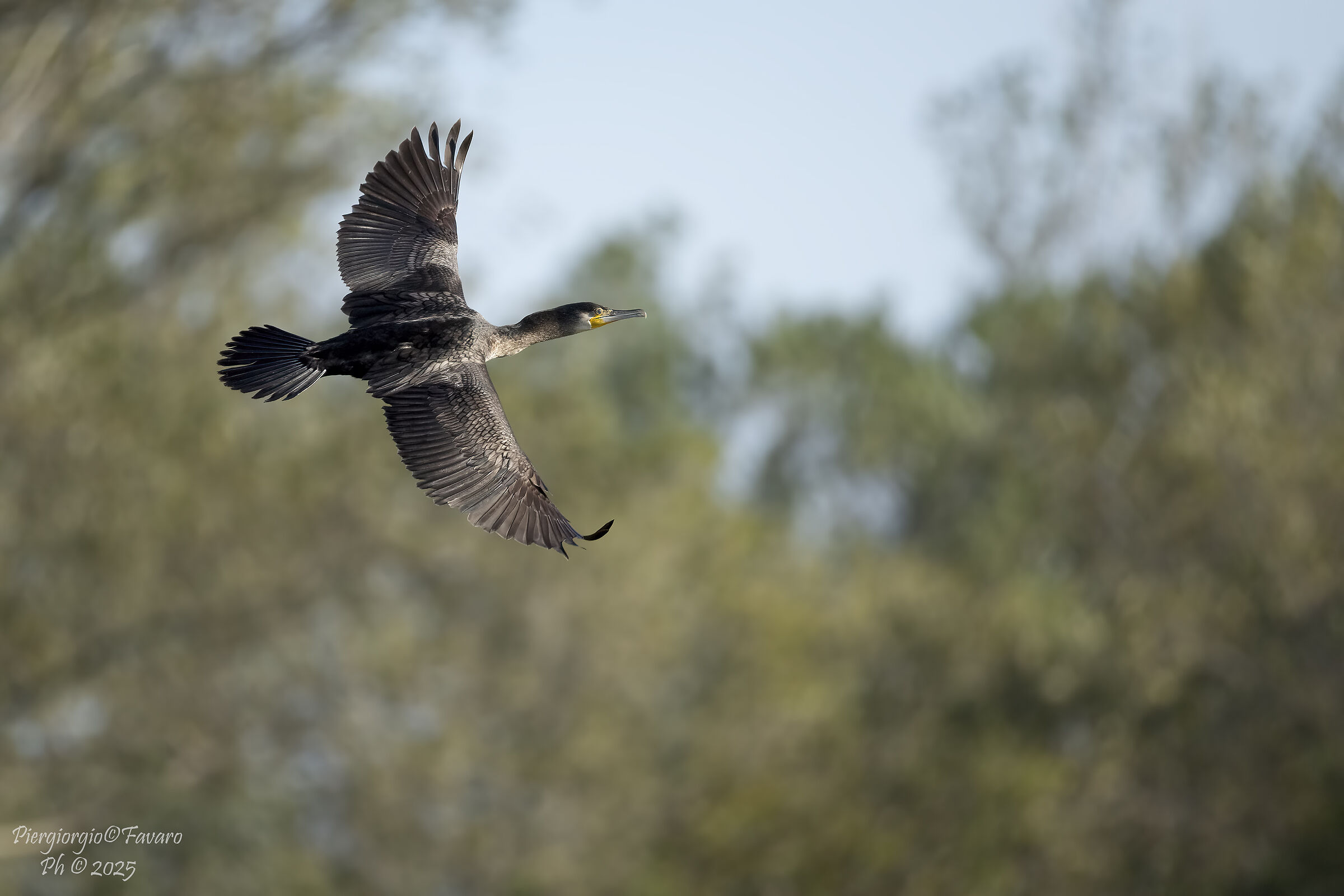 Cormorano.