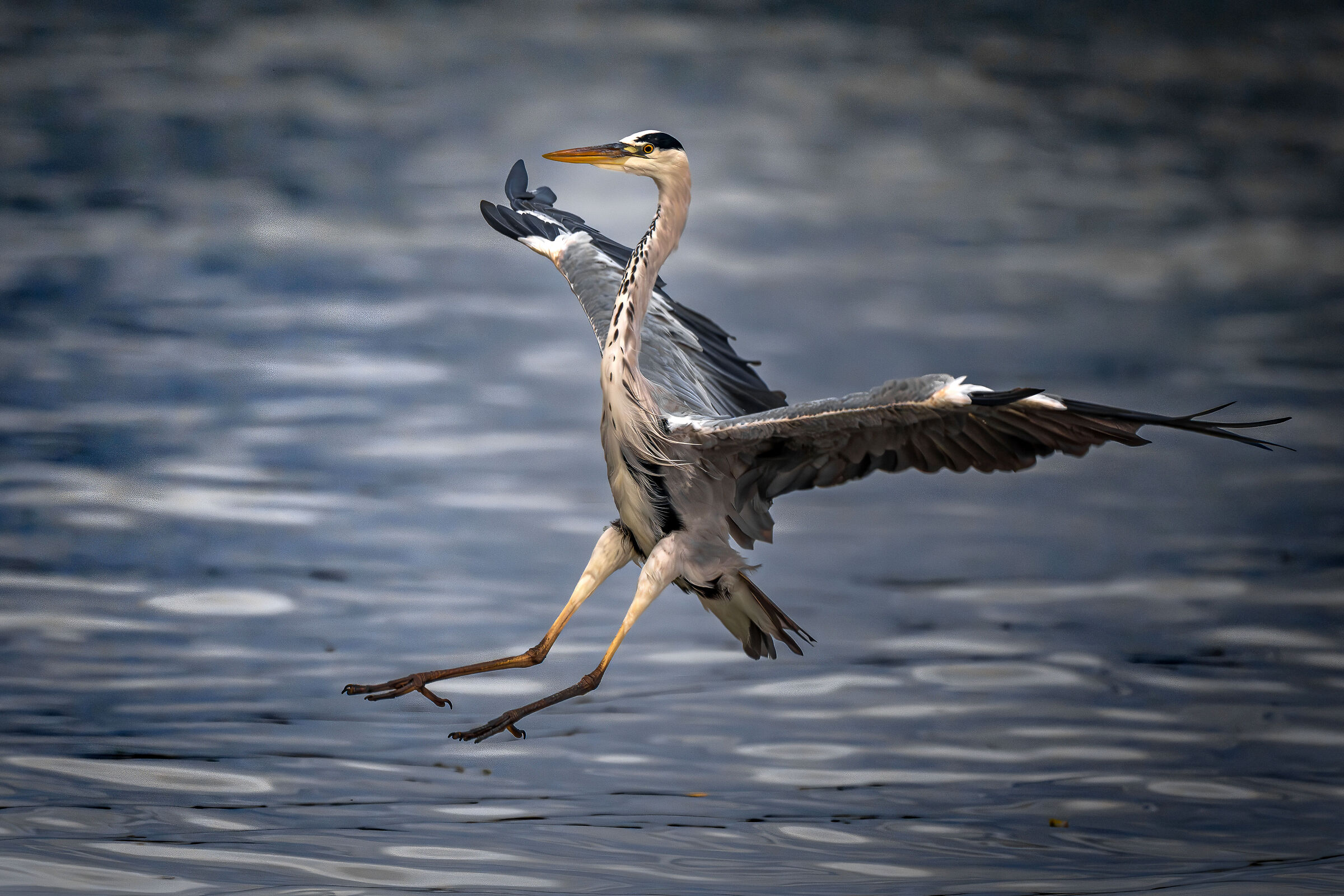Grey Heron Landing