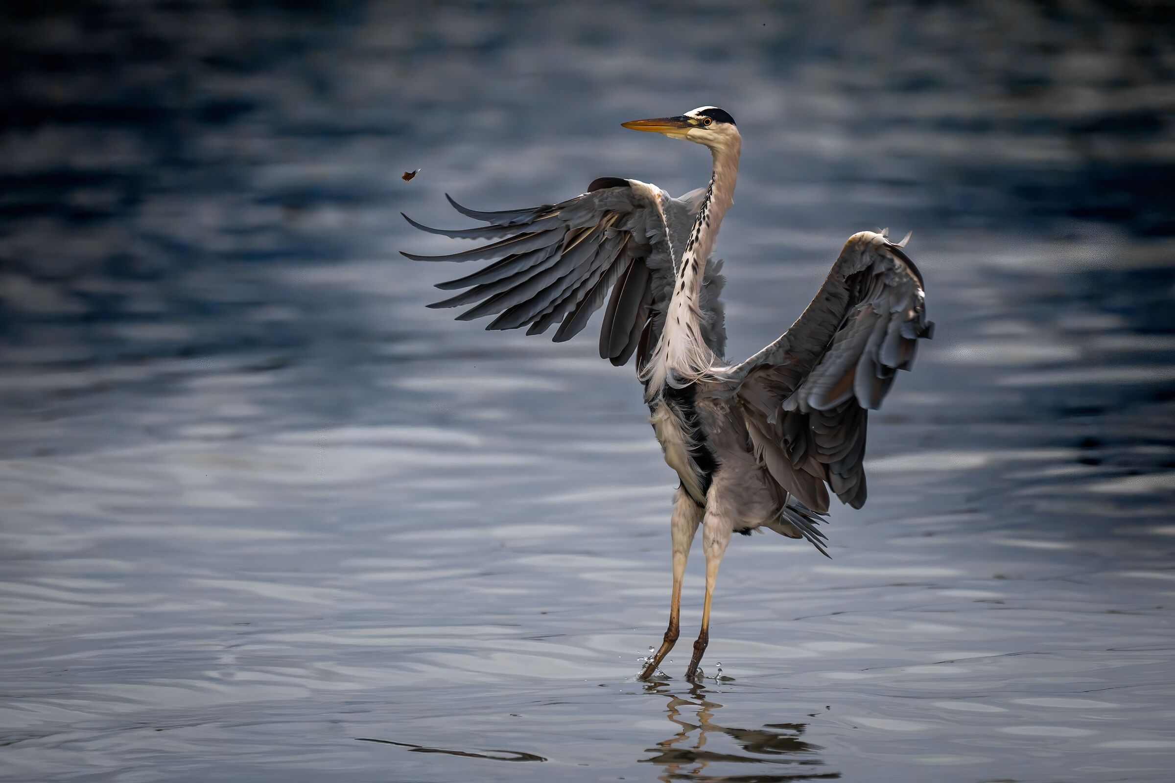 Downed Grey Heron