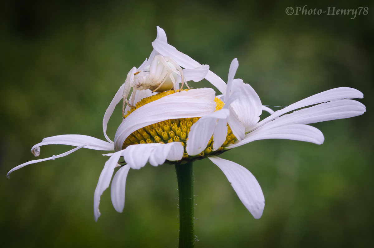 Misumena Vatia