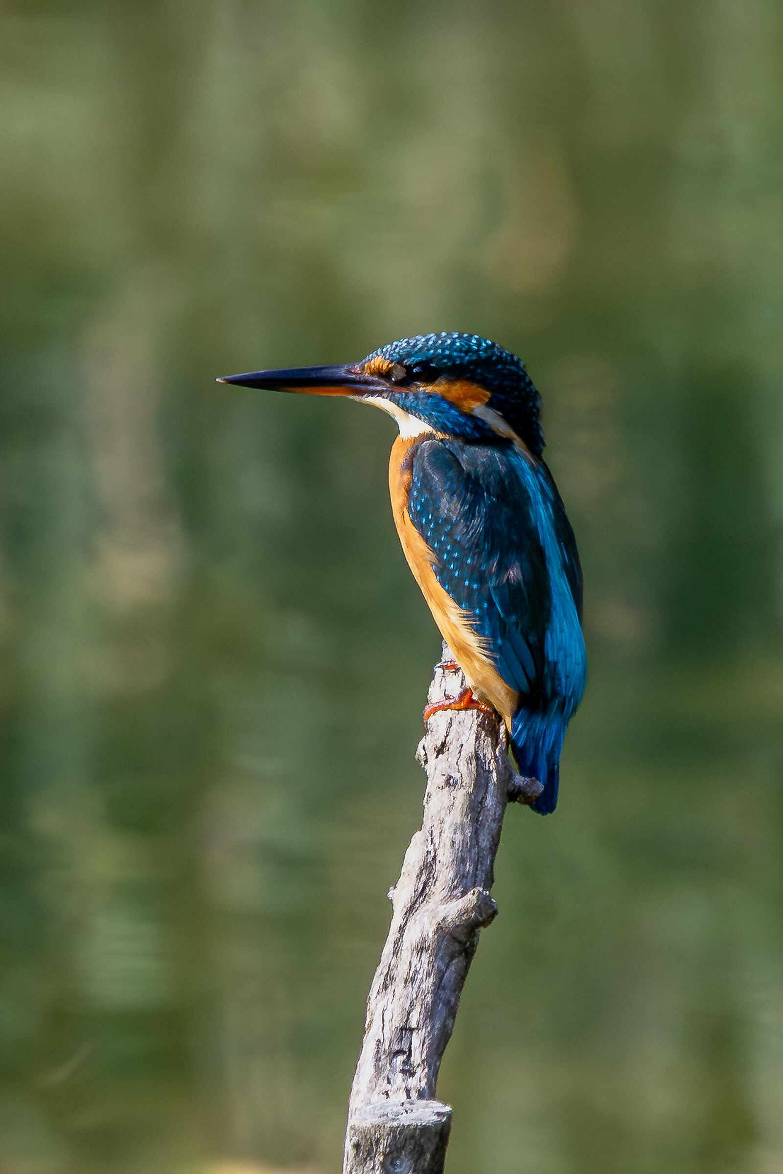 Kingfisher