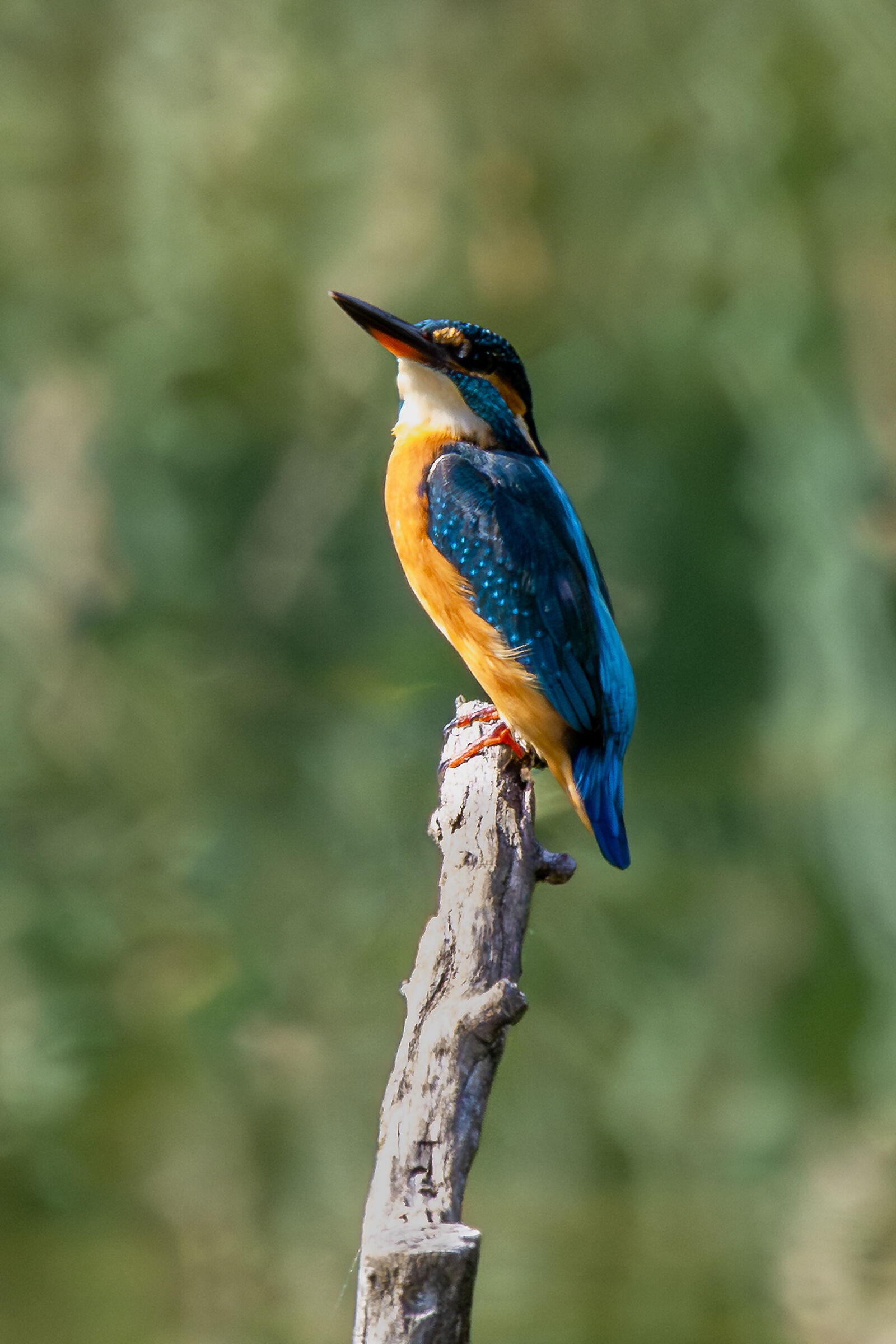 Kingfisher