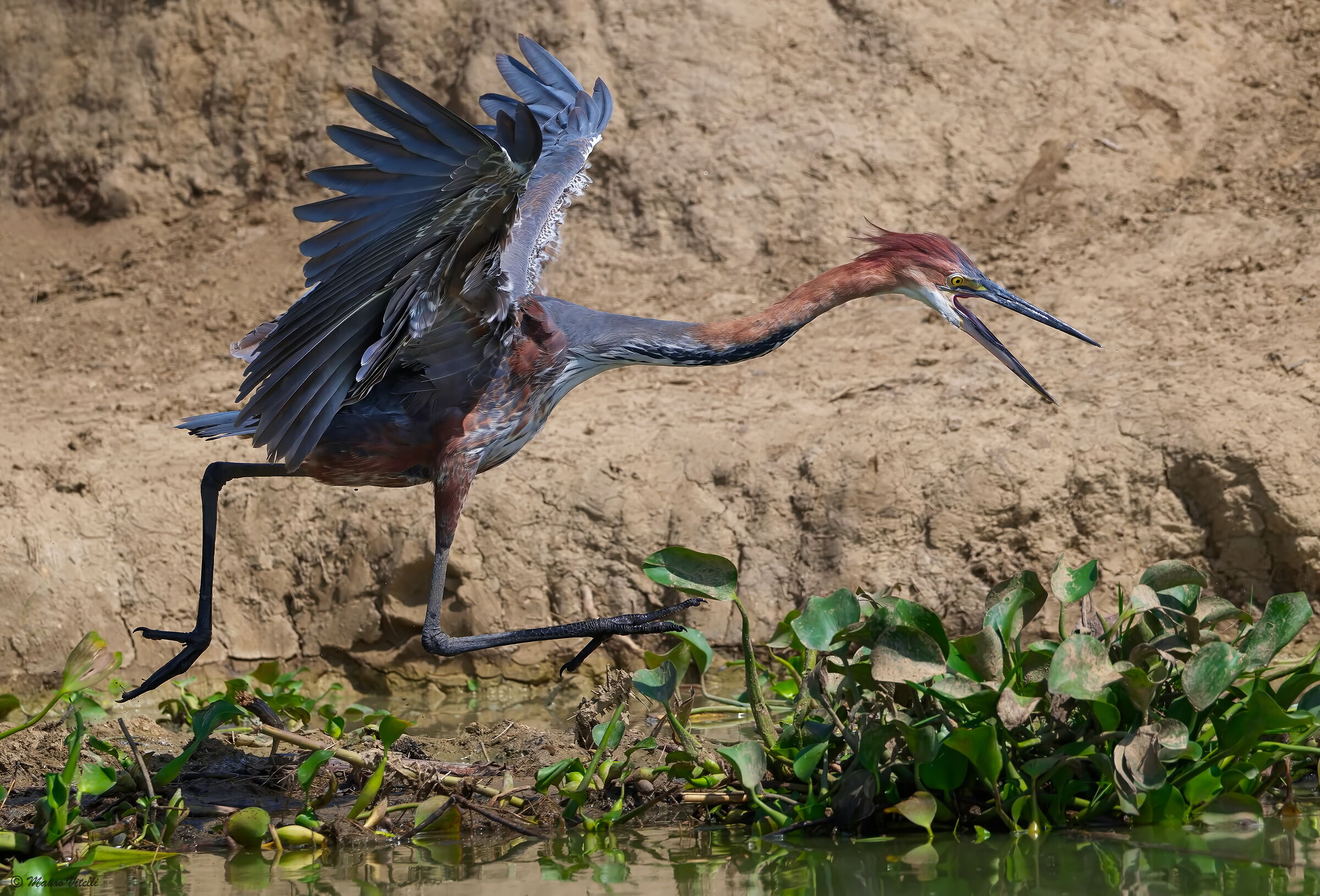 Goliath Heron (Ardea goliath)
