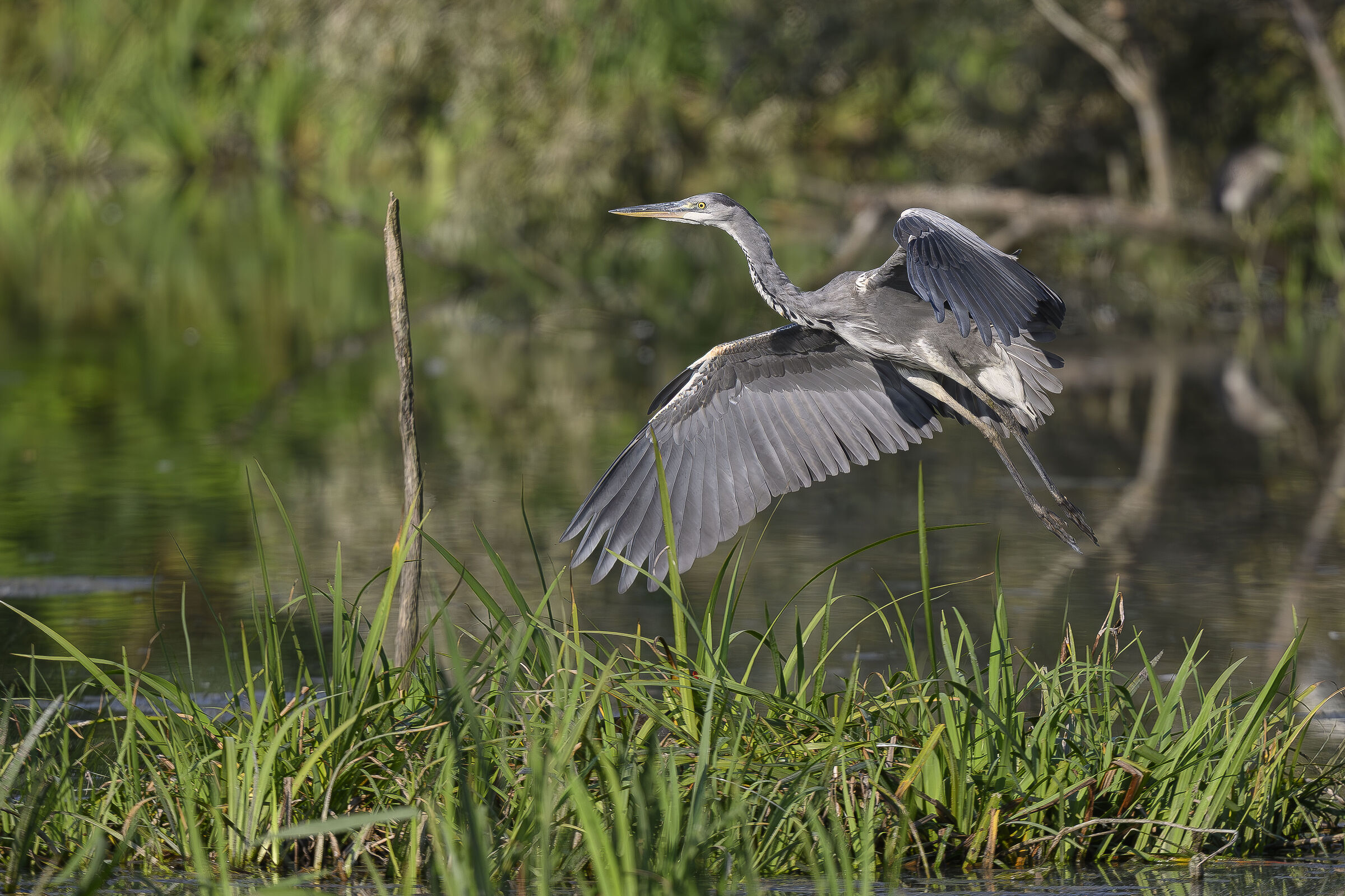 Grey heron