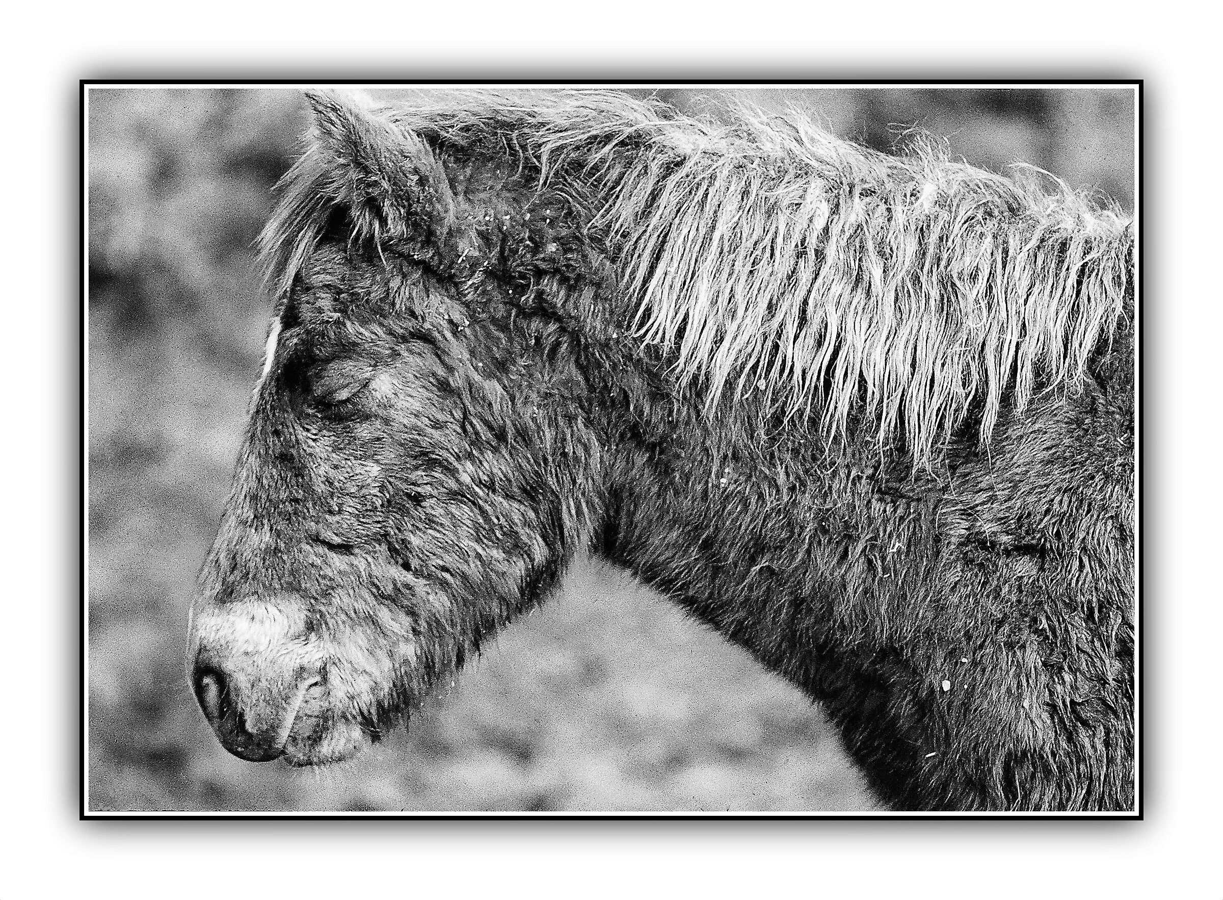 Cavallino d'inverno