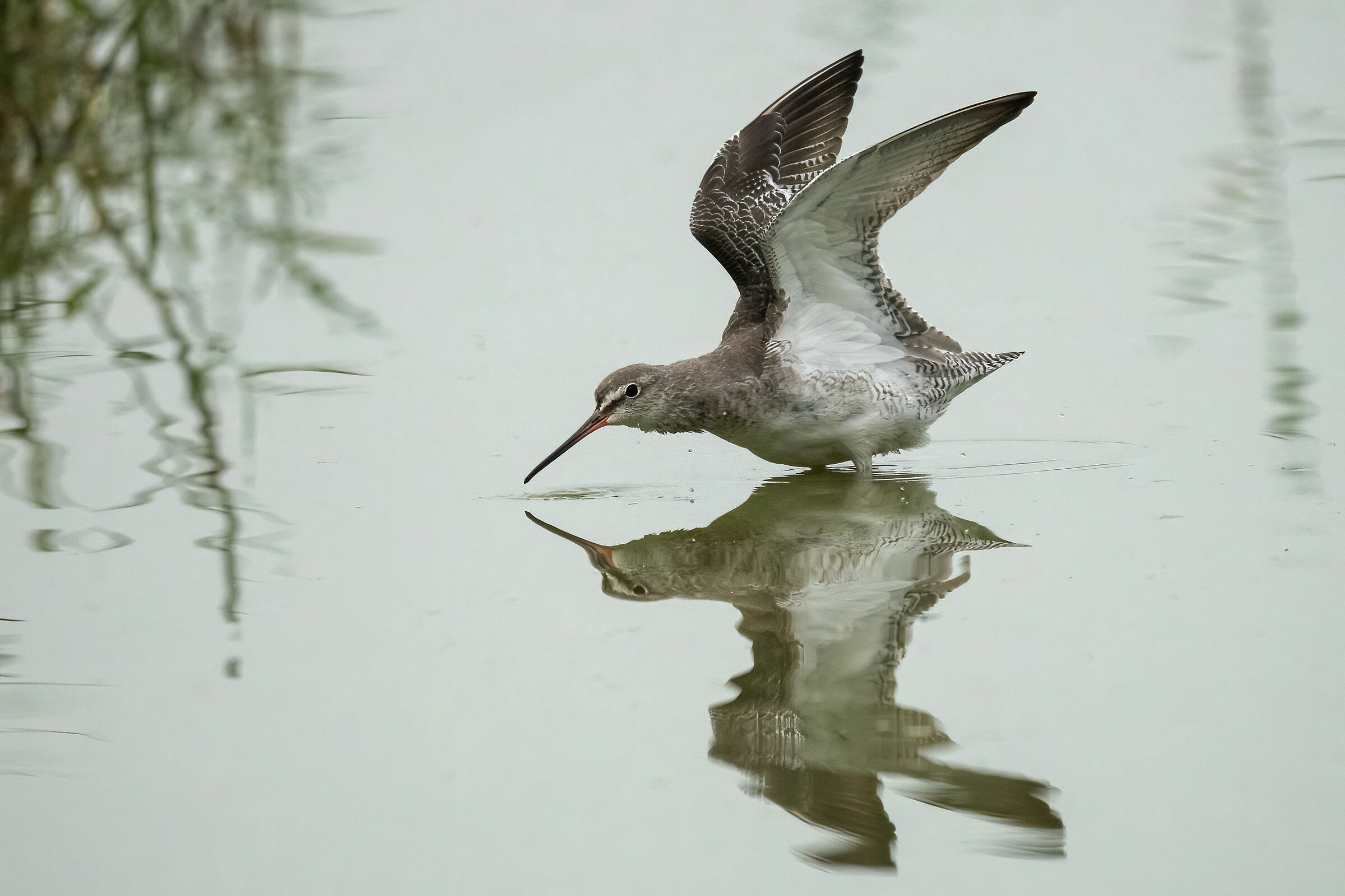 Brown squid (Tringa erythropus)